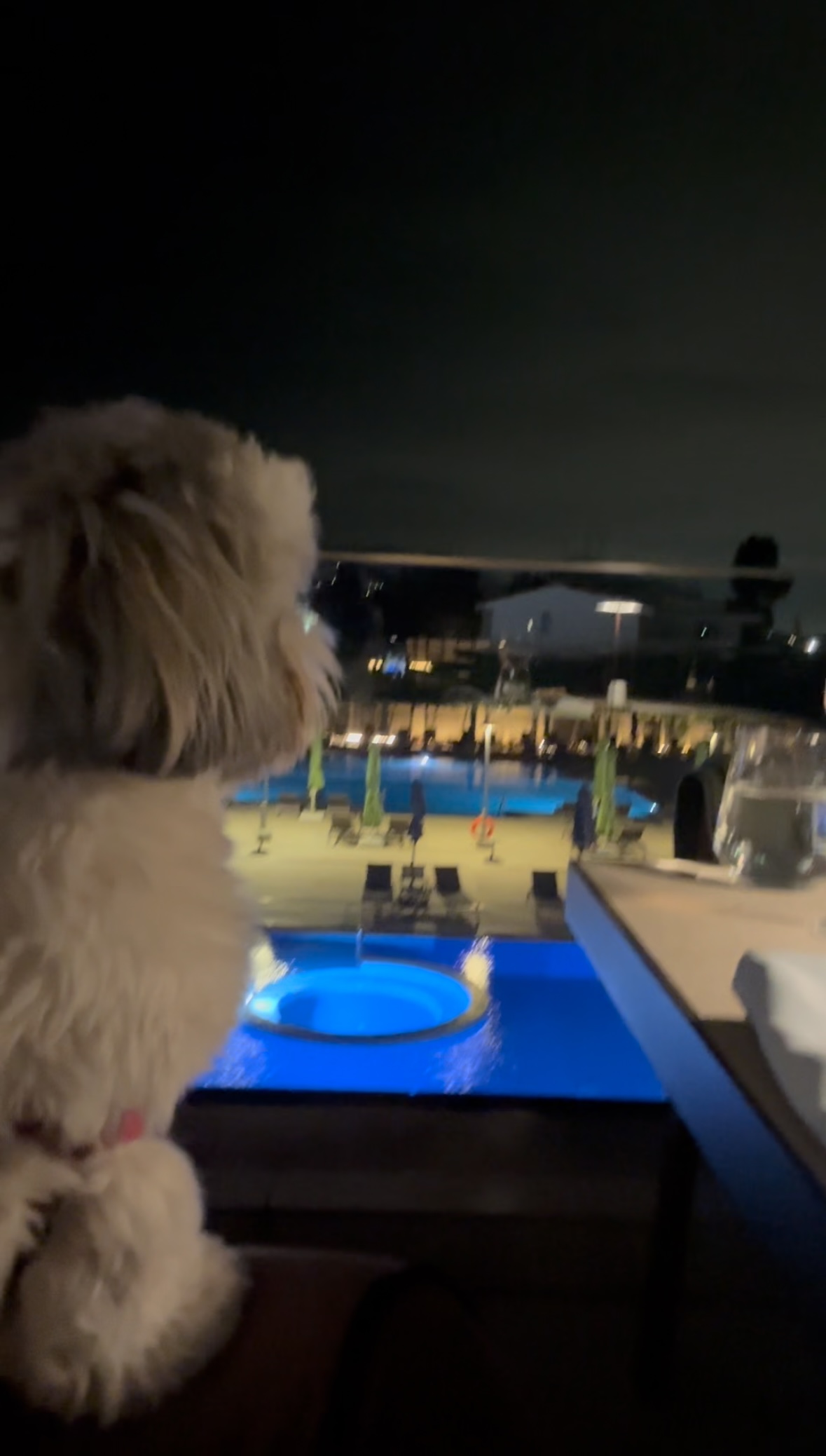 Divani Apollon Palace & Thalasso, dog-friendly hotel, photo 2