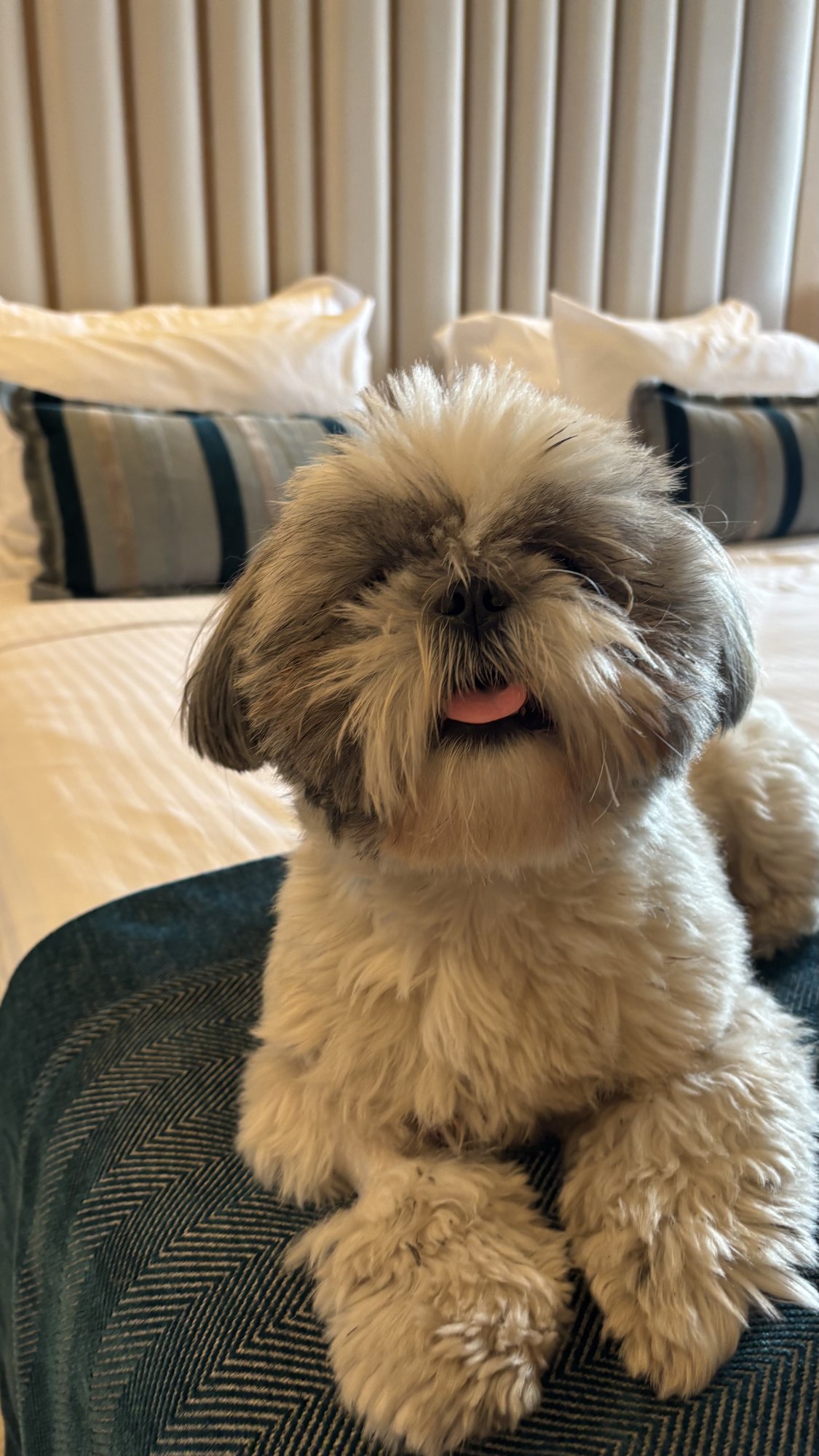 Divani Apollon Palace & Thalasso, dog-friendly hotel, photo 4