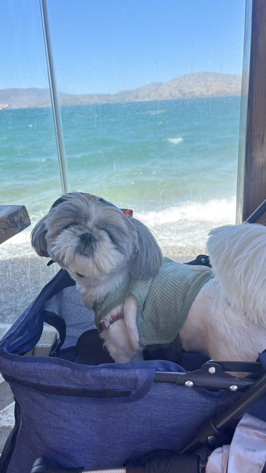 Domes Aulus Elounda, Curio Collection by Hilton, Crete, dog-friendly hotel, photo 3