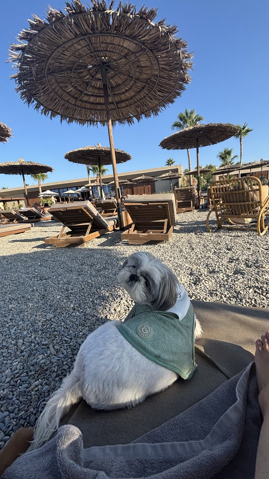 Domes Zeen Chania, a Luxury Collection Resort, Crete, dog-friendly hotel, photo 2