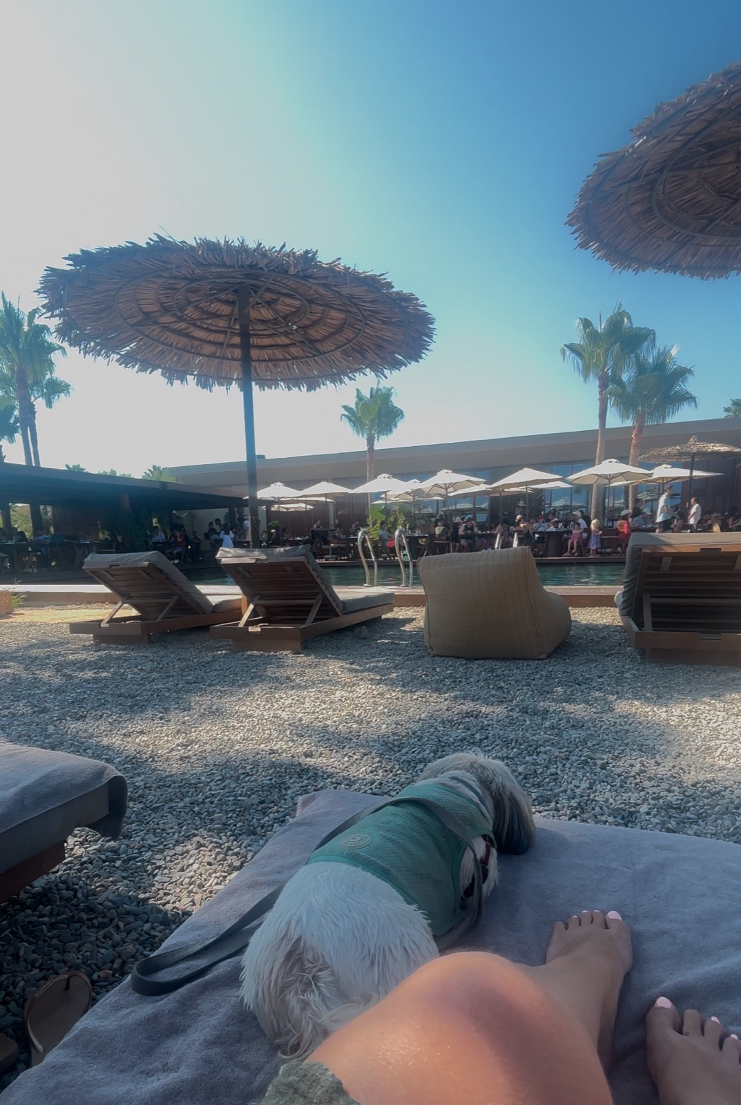 Domes Zeen Chania, a Luxury Collection Resort, Crete, dog-friendly hotel, photo 3