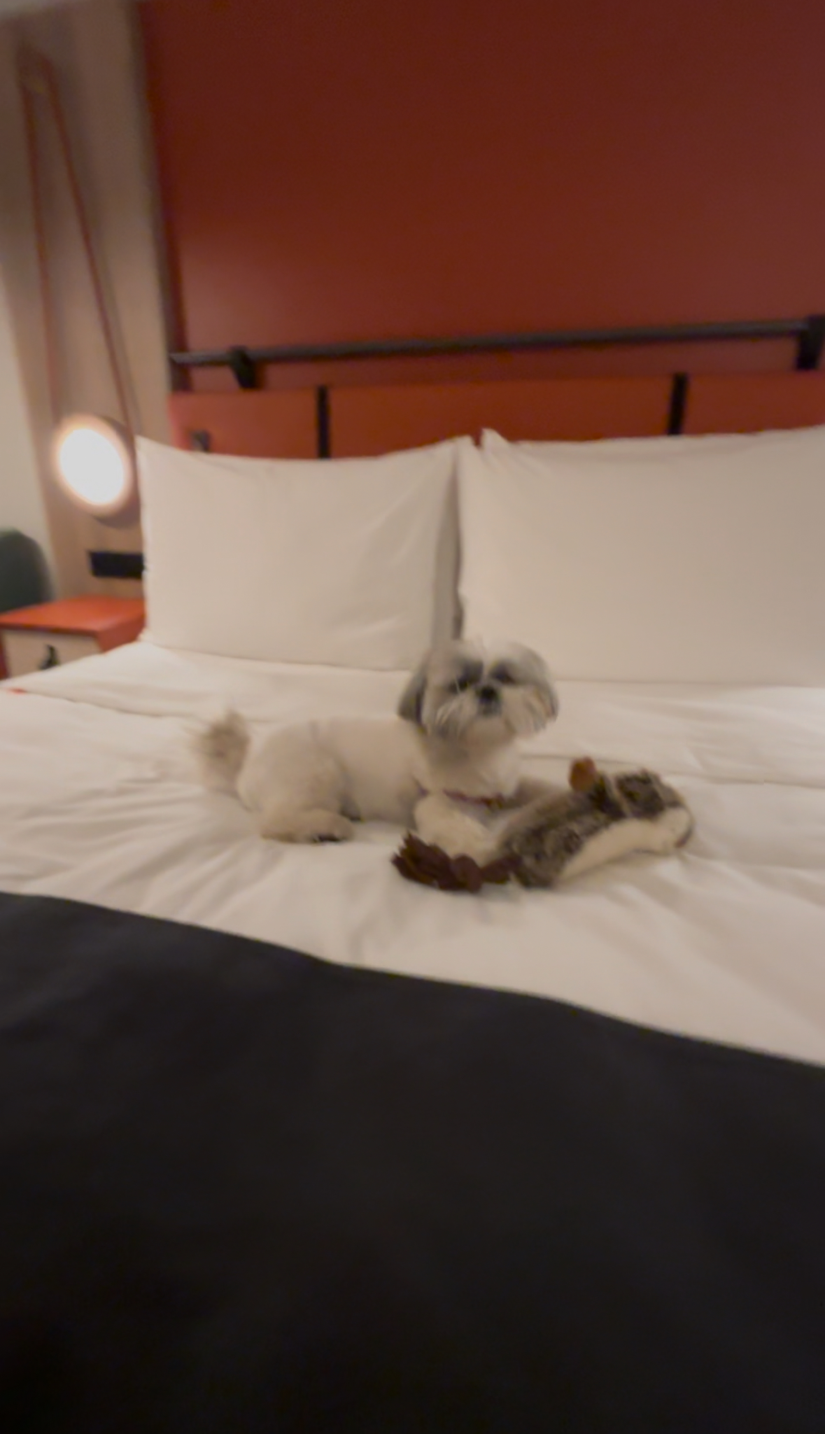 Imperial Riding School, Autograph Collection, dog-friendly hotel, photo 4