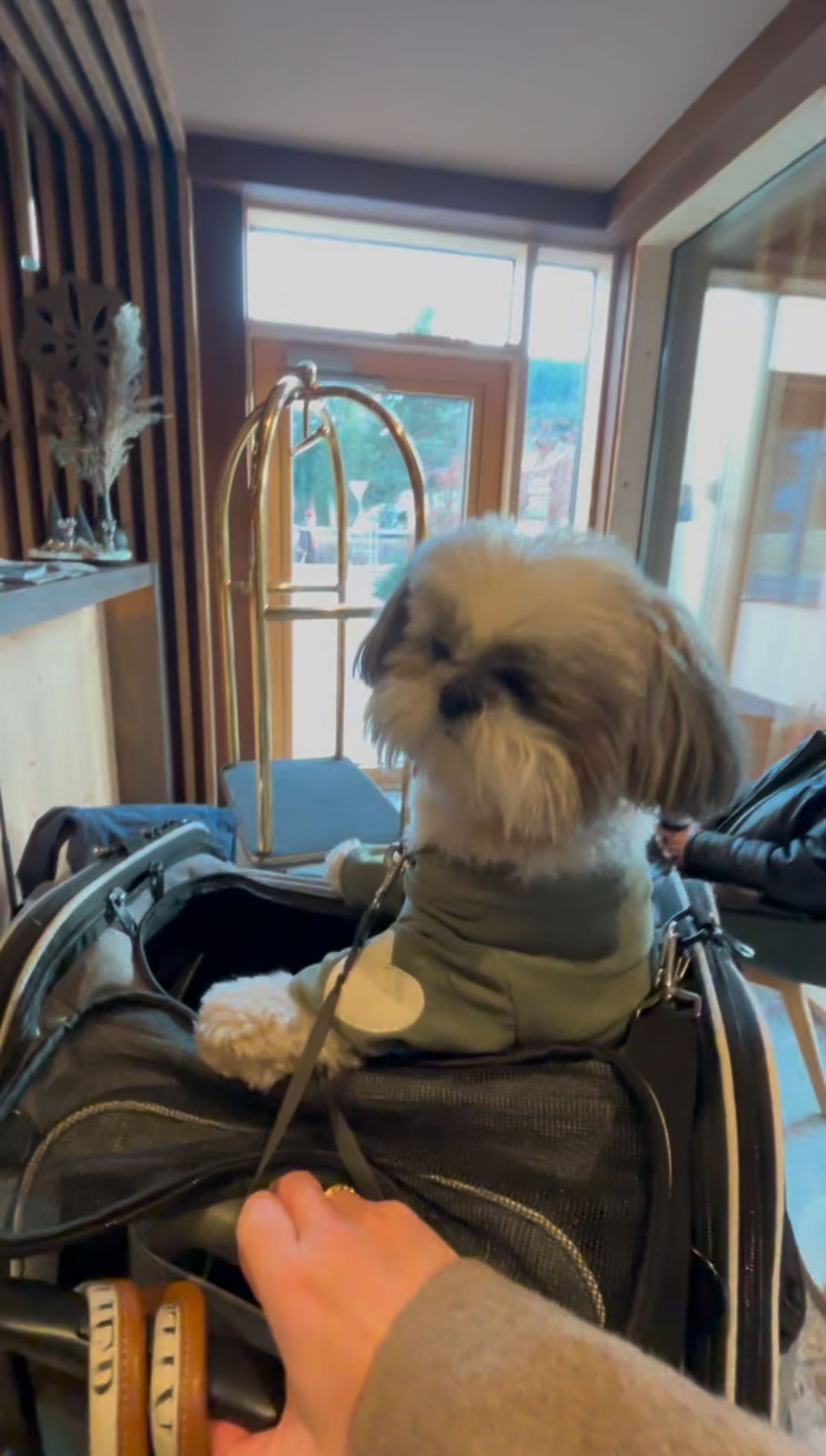 Flying with Your Dog: A Practical Guide to Choosing the Right Cabin Bag