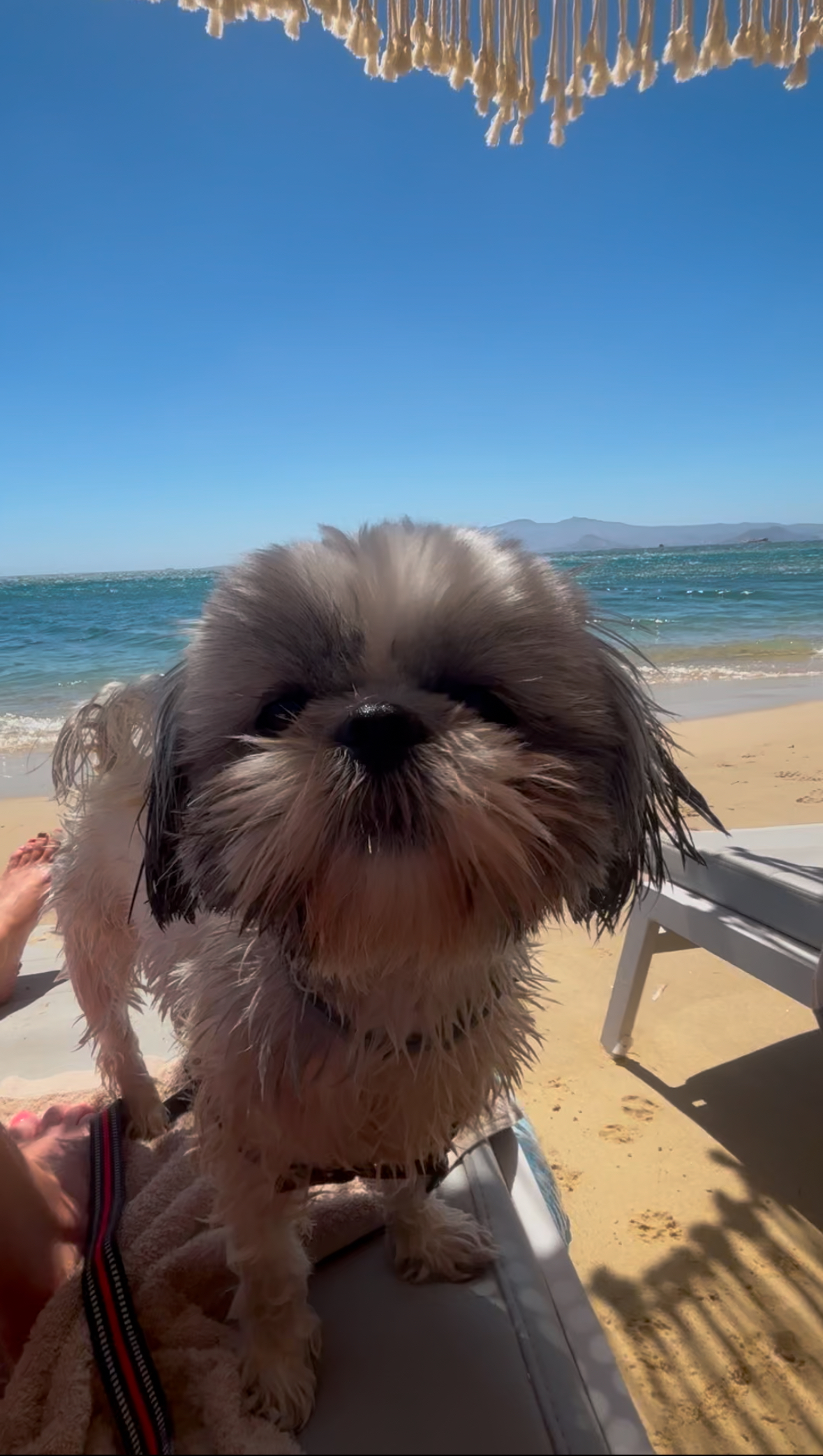 Medusa Suites Naxos, dog-friendly hotel, photo 2