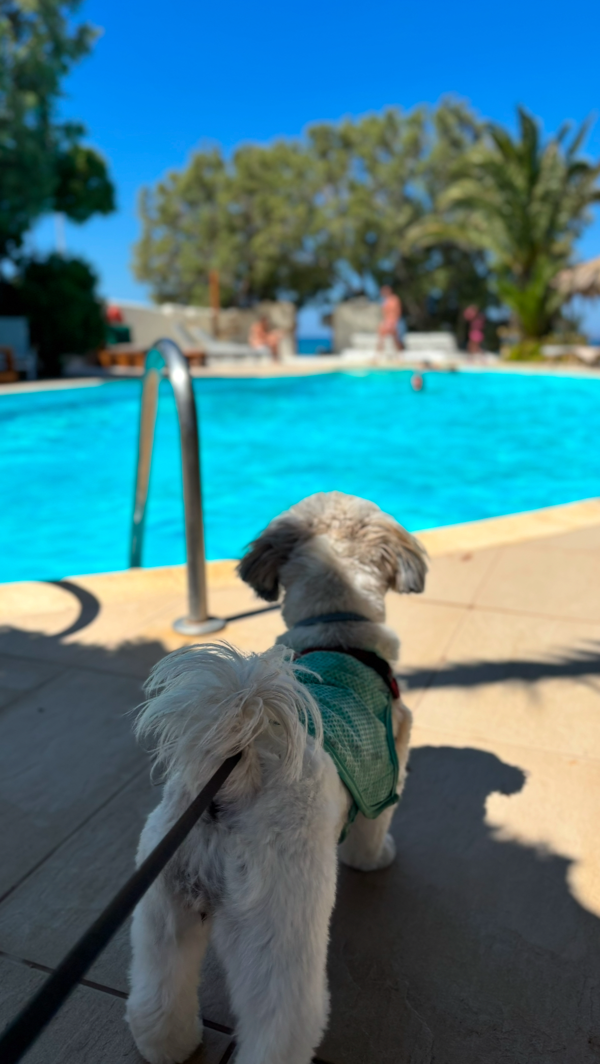Medusa Suites Naxos, dog-friendly hotel, photo 4