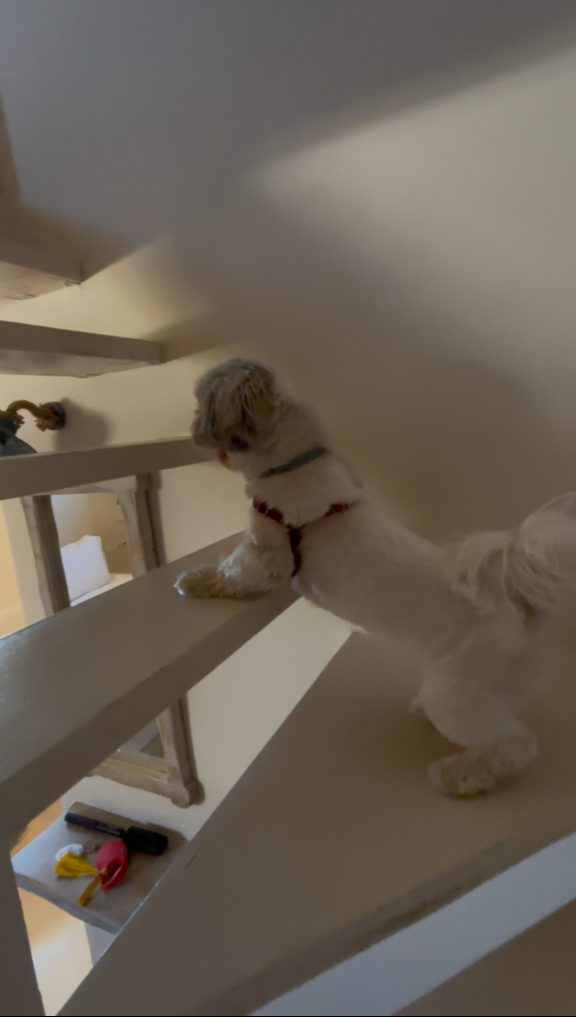 Medusa Suites Naxos, dog-friendly hotel, photo 5