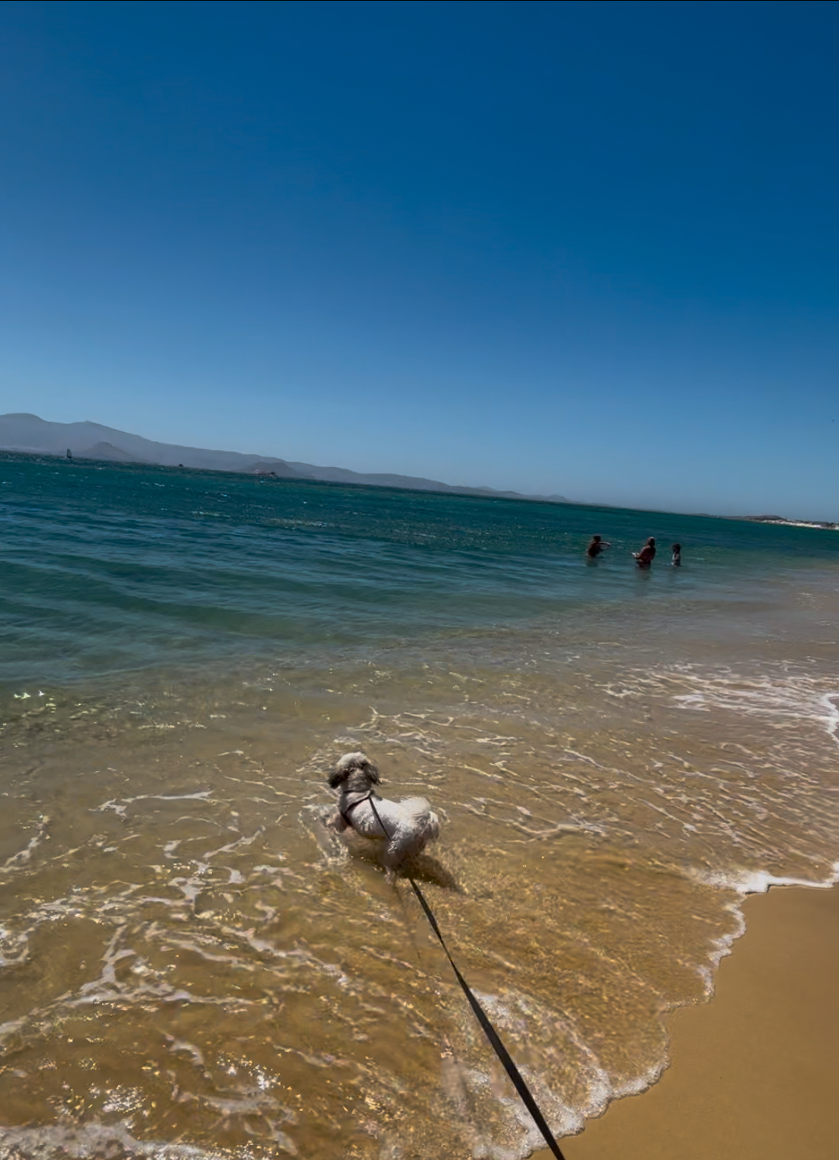 Daisy's beach debut on her inflatable float