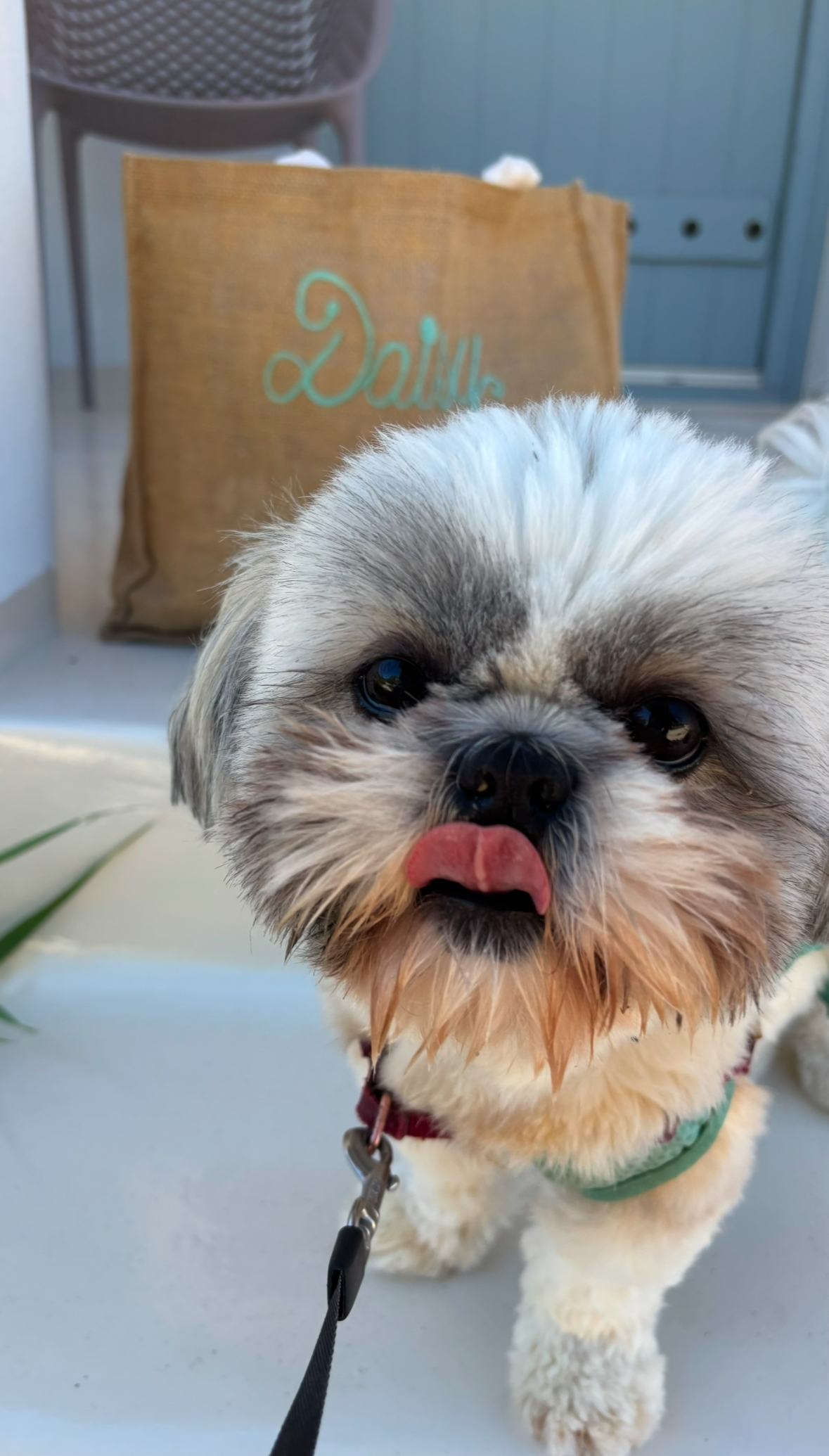 Stena Line Ferry Review: Traveling with a Dog from France to Ireland