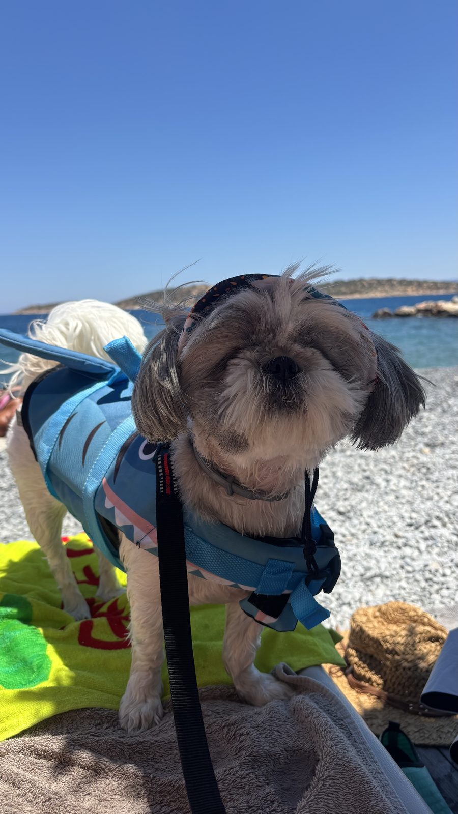 NIKO Seaside Resort MGallery, Crete, dog-friendly hotel, photo 4