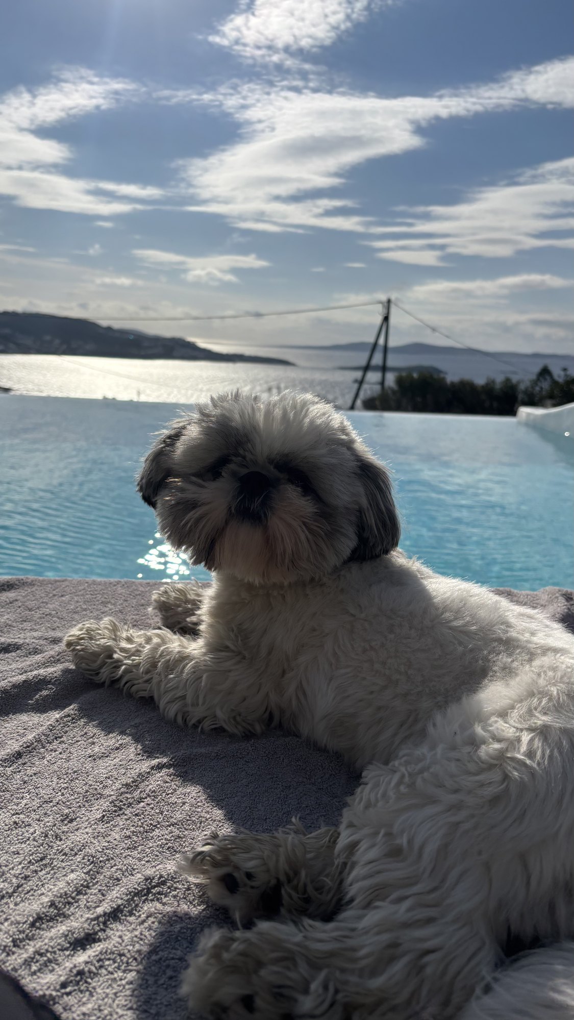 Dog Friendly Mykonos: Your Laid-Back Guide to Greece's Trendiest Island with a Pup