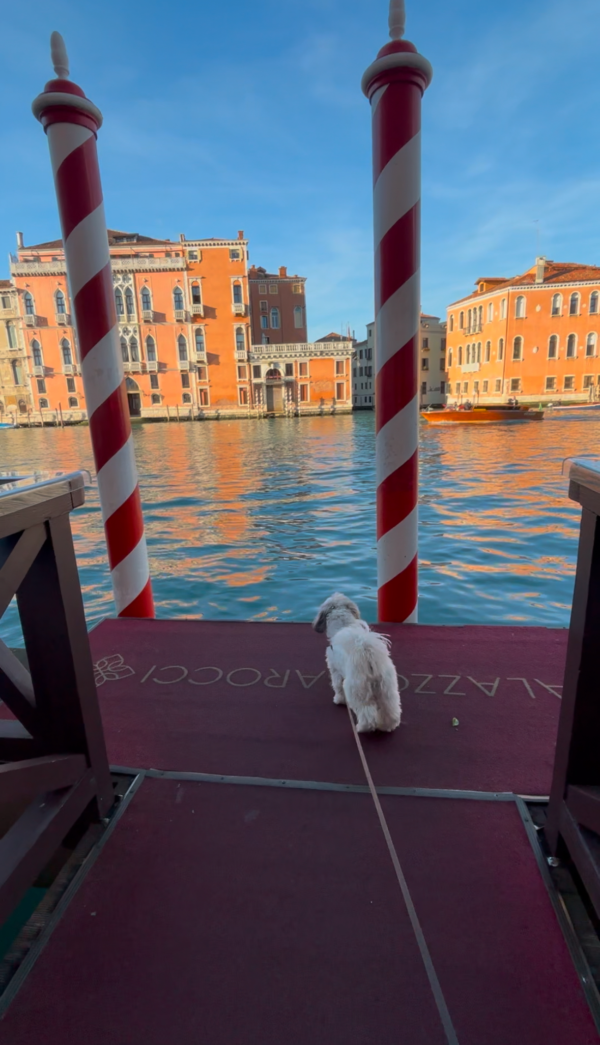 Marco Polo Airport to Venice with a Dog, Every Transfer Option Compared