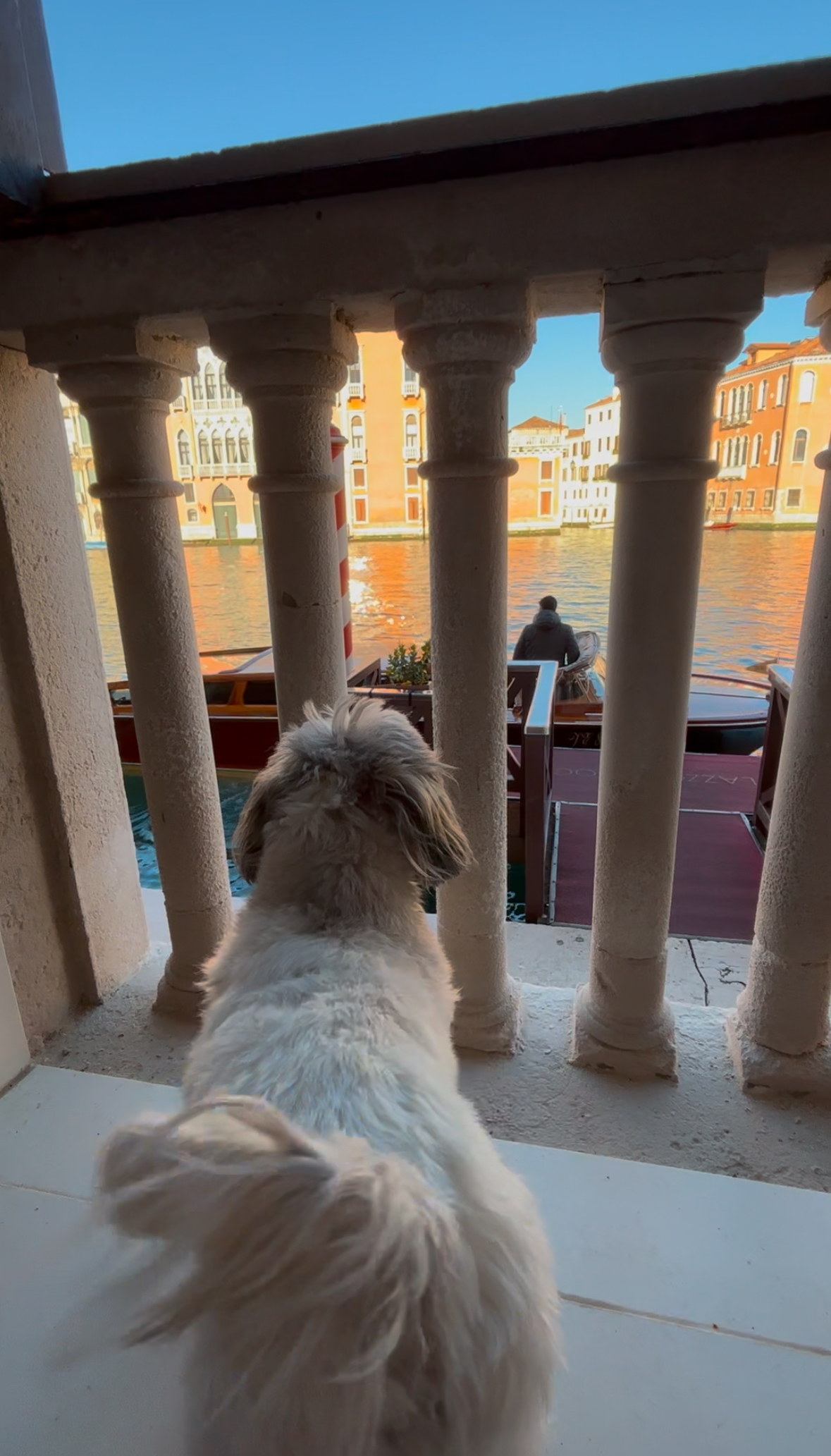 Palazzo Barocci, dog-friendly hotel, photo 5