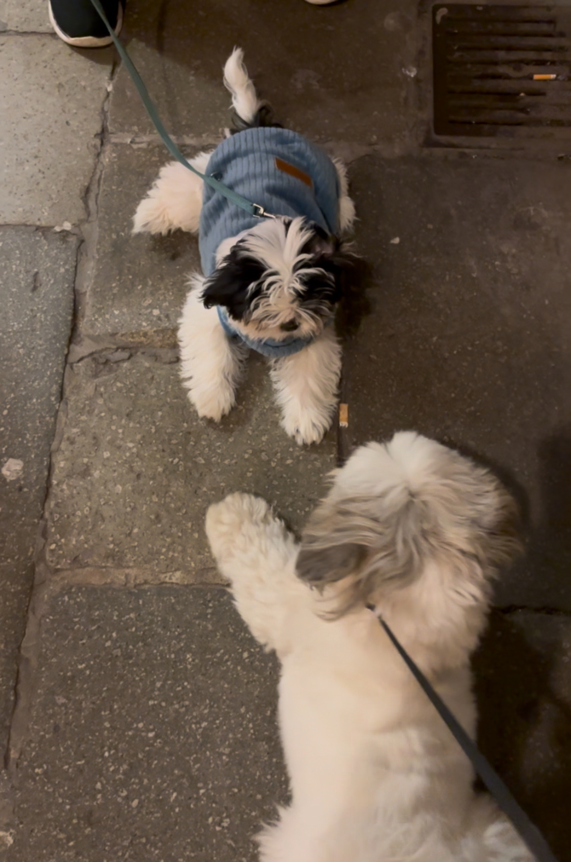 Dog-Friendly Venice Guide with Daisy