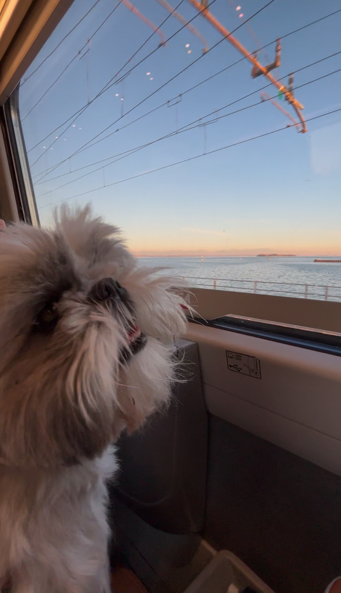 Dog-Friendly Bolzano and the Dolomites Day Trip from Venice