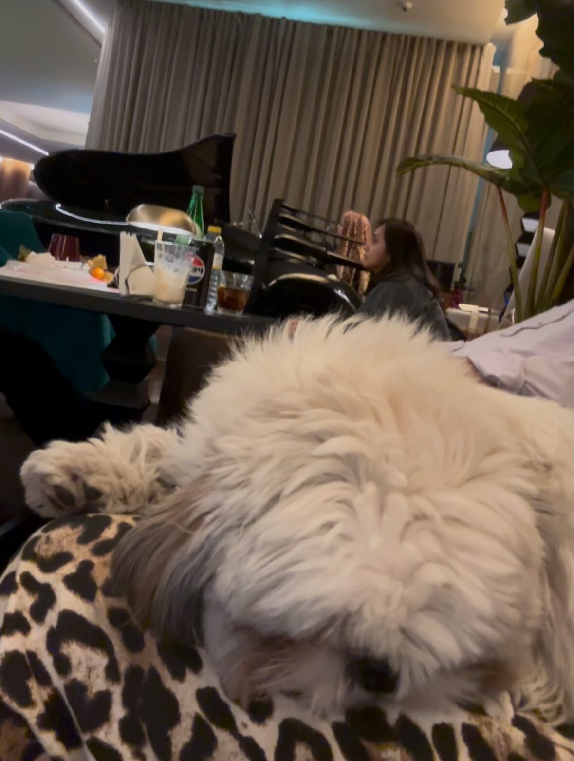 Sheraton Lisboa Hotel & Spa, dog-friendly hotel, photo 3