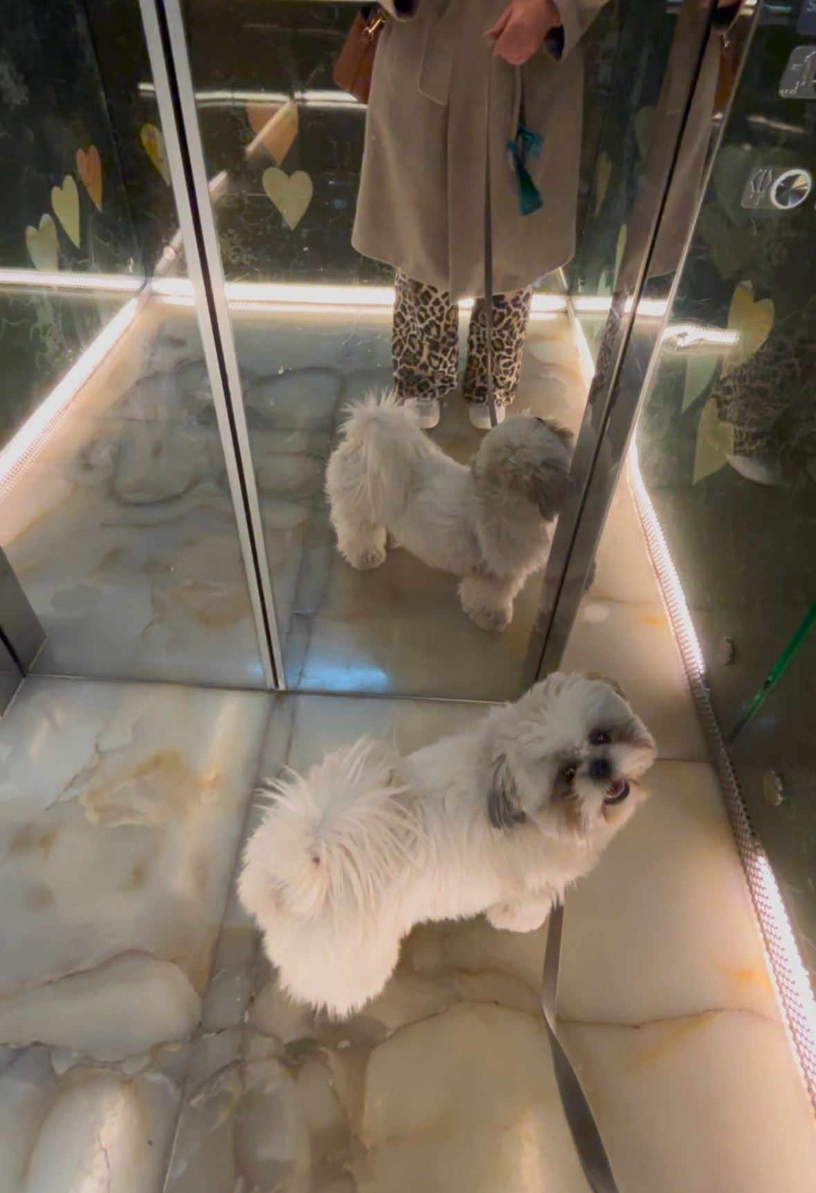 Sheraton Lisboa Hotel & Spa, dog-friendly hotel, photo 4
