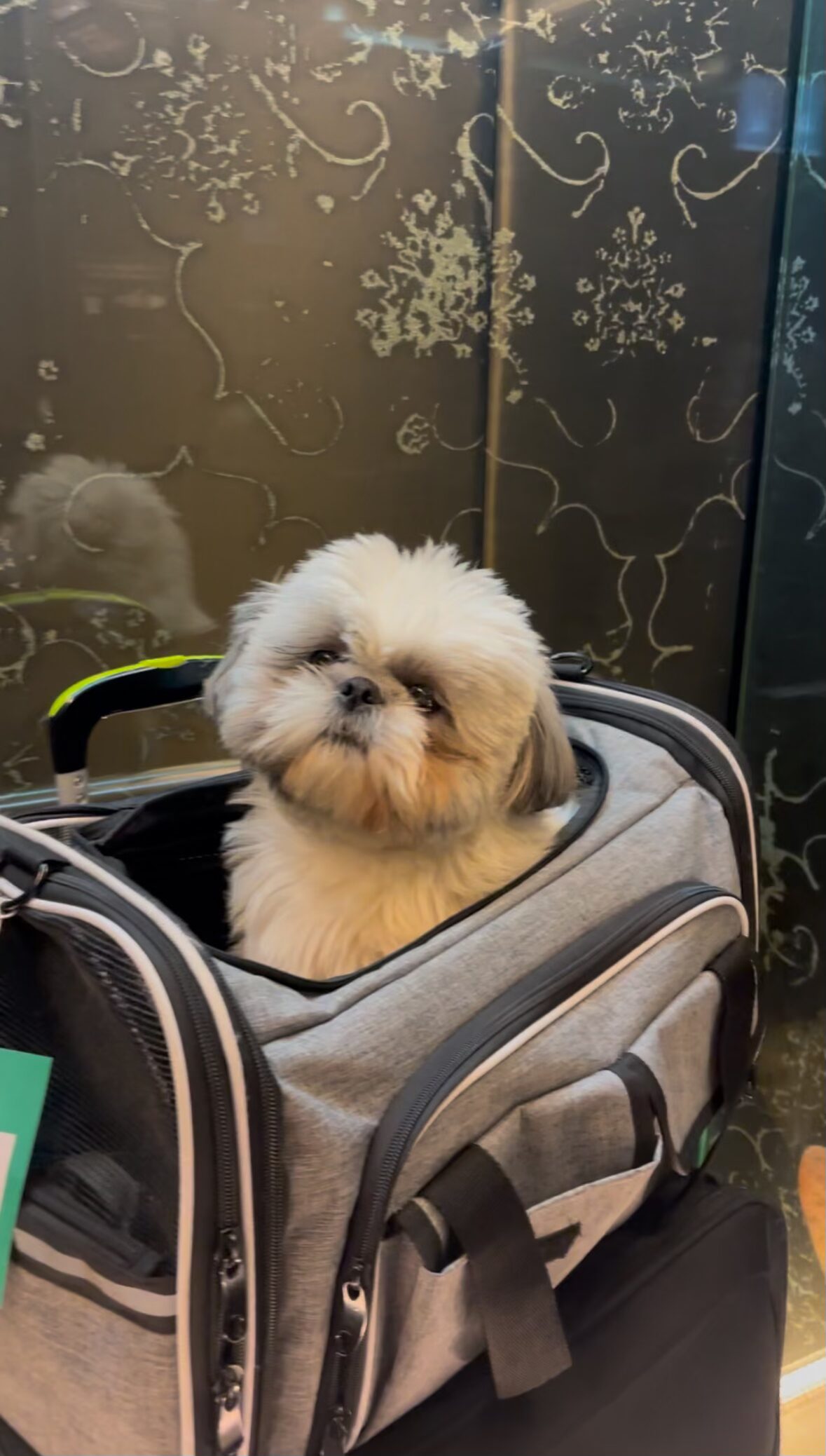 Dog-Friendly Lisbon: A Guide How to Spend a Day with Your Dog
