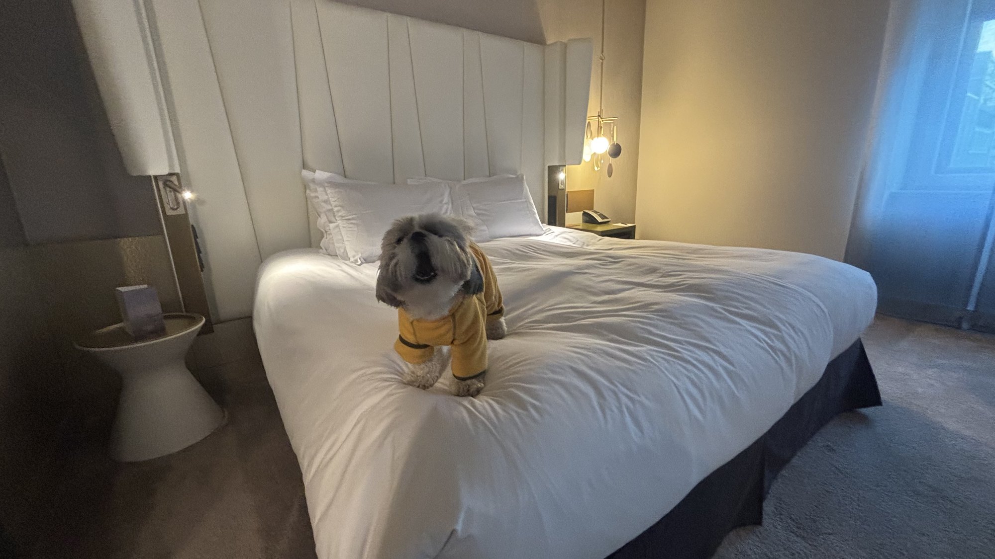 Sofitel Munich Bayerpost, dog-friendly hotel, photo 2