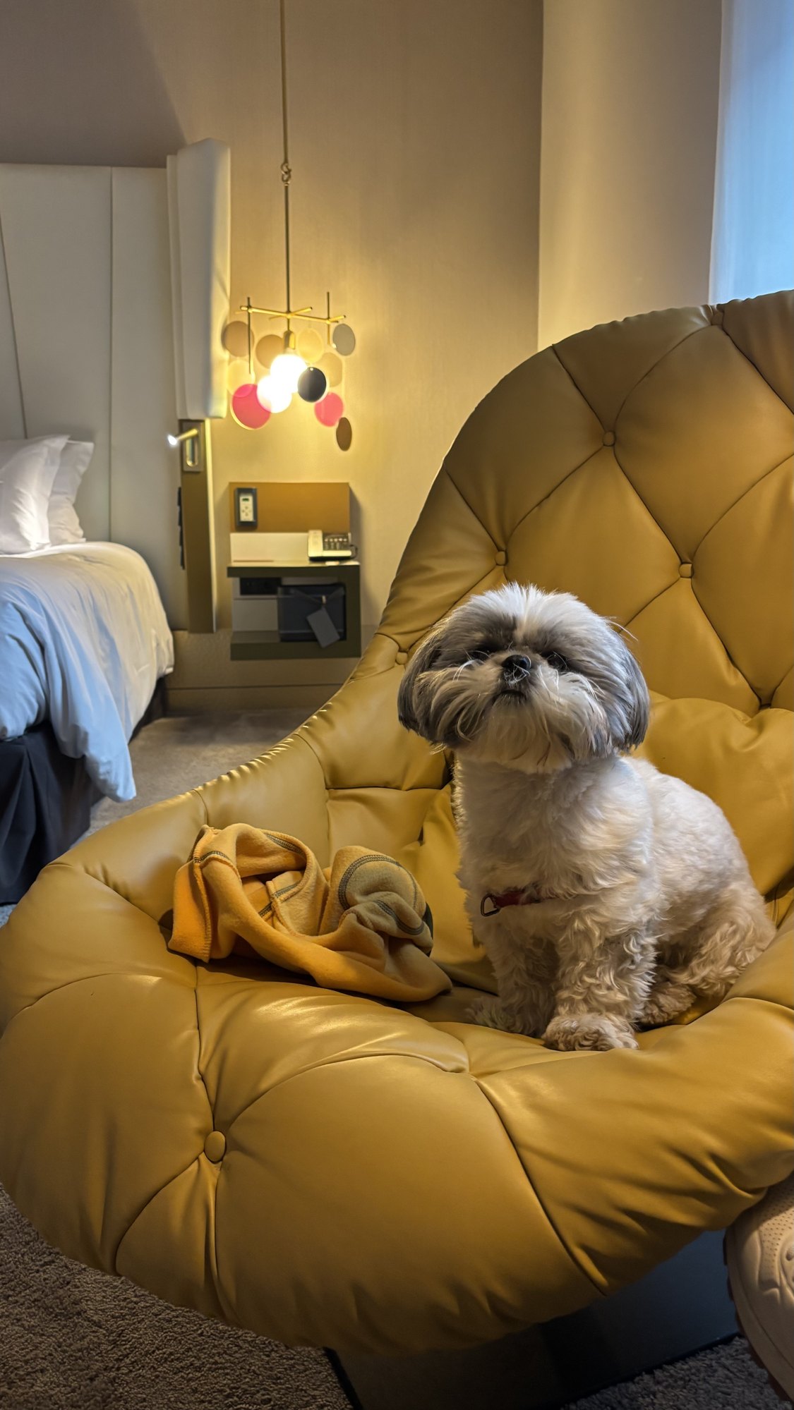 Sofitel Munich Bayerpost, dog-friendly hotel, photo 3