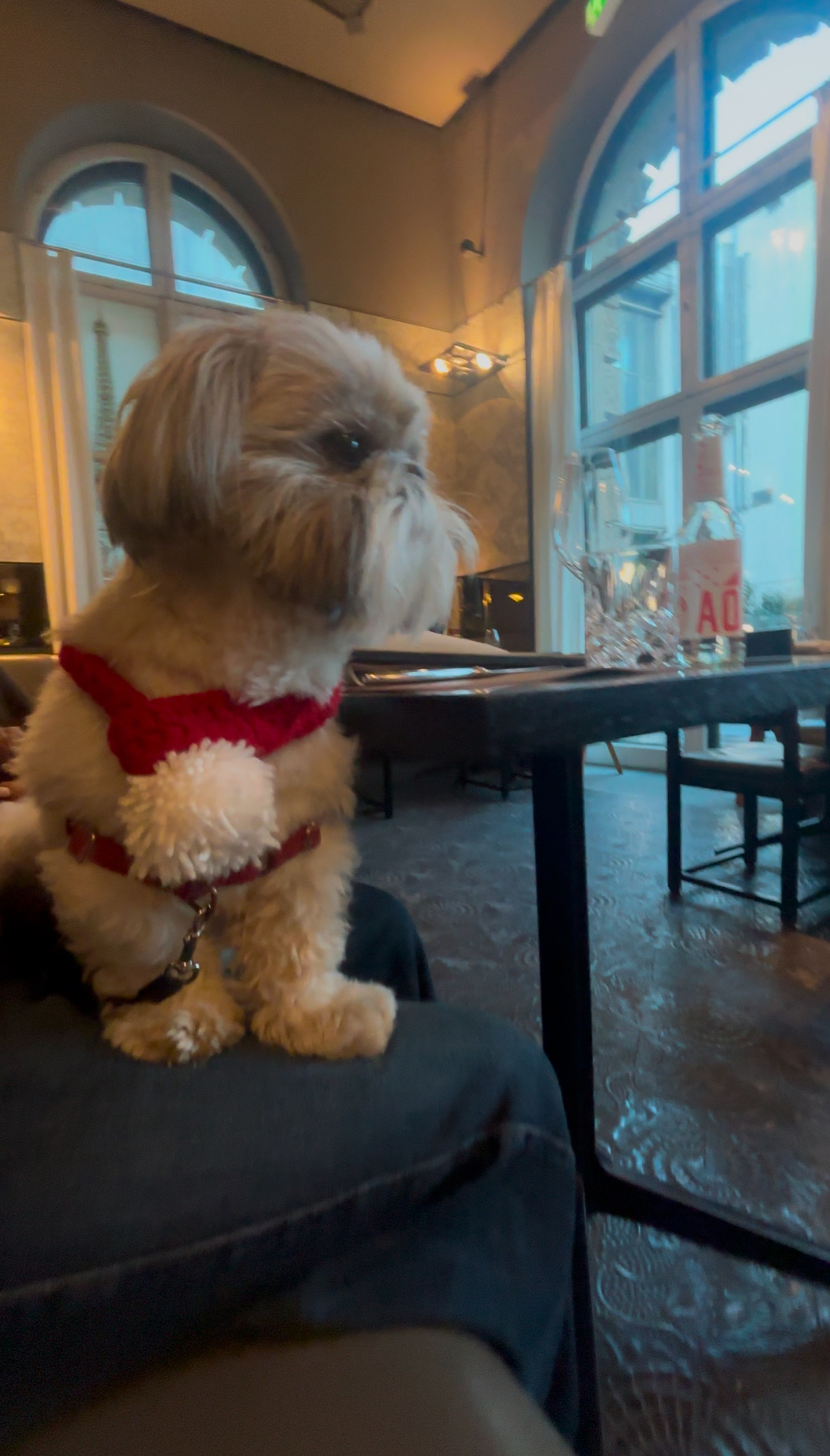 Sofitel Munich Bayerpost, dog-friendly hotel, photo 4