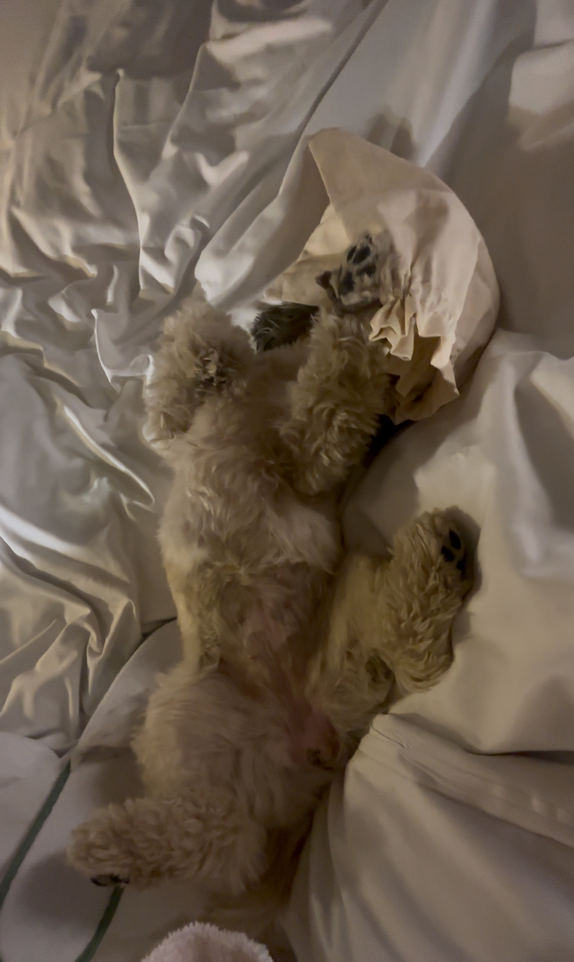 Daisy passed out on the duvet