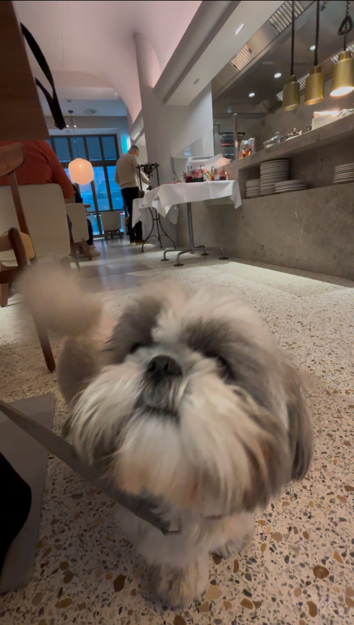 Sorell Boutique-Hotel Seidenhof Zürich Enja restaurant dog friendly Shih Tzu