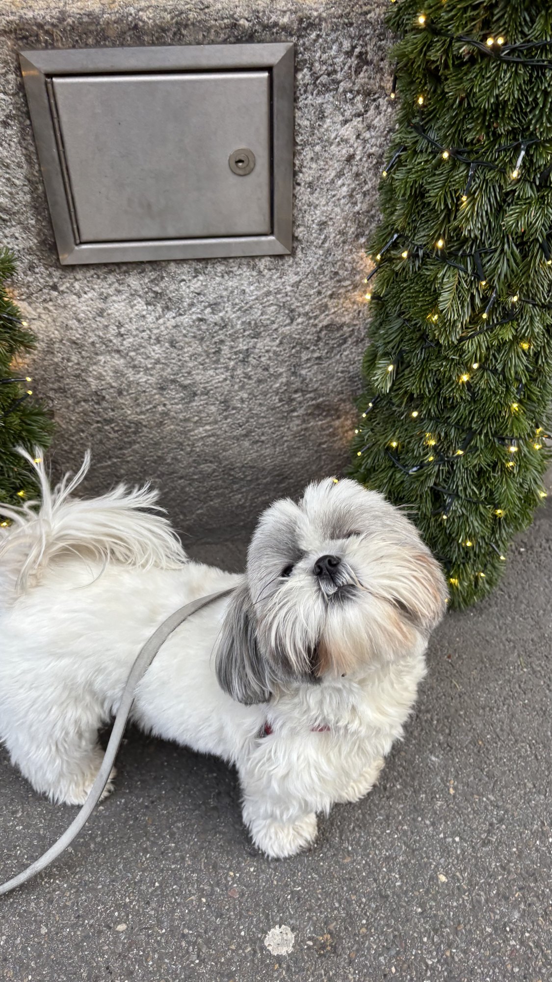 The Ultimate Guide to Dog-Friendly Zurich in Winter: Markets, Lake Views and Luxury Stays