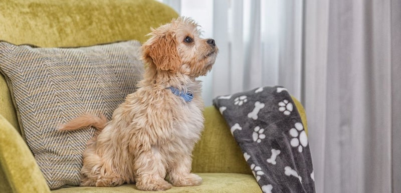 Best dog-friendly hotels in dublin
