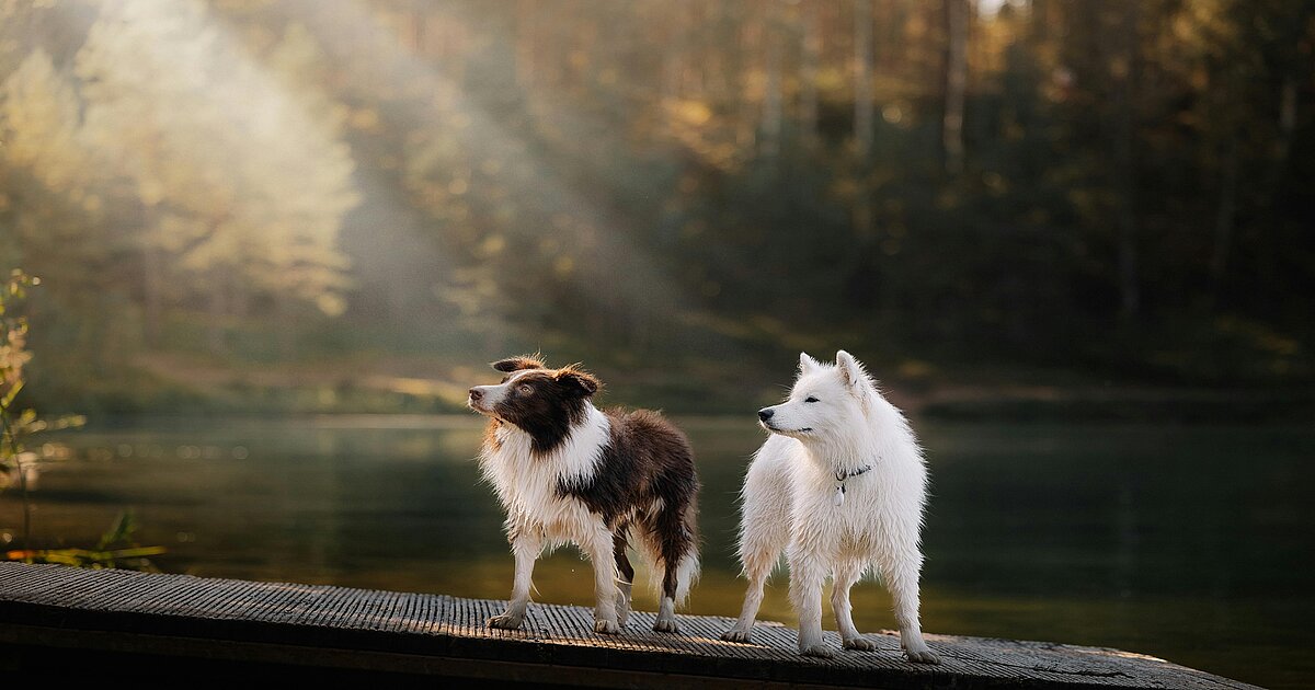 Althoff Seehotel Überfahrt, dog-friendly hotel in Bavarian Alps and Lakes