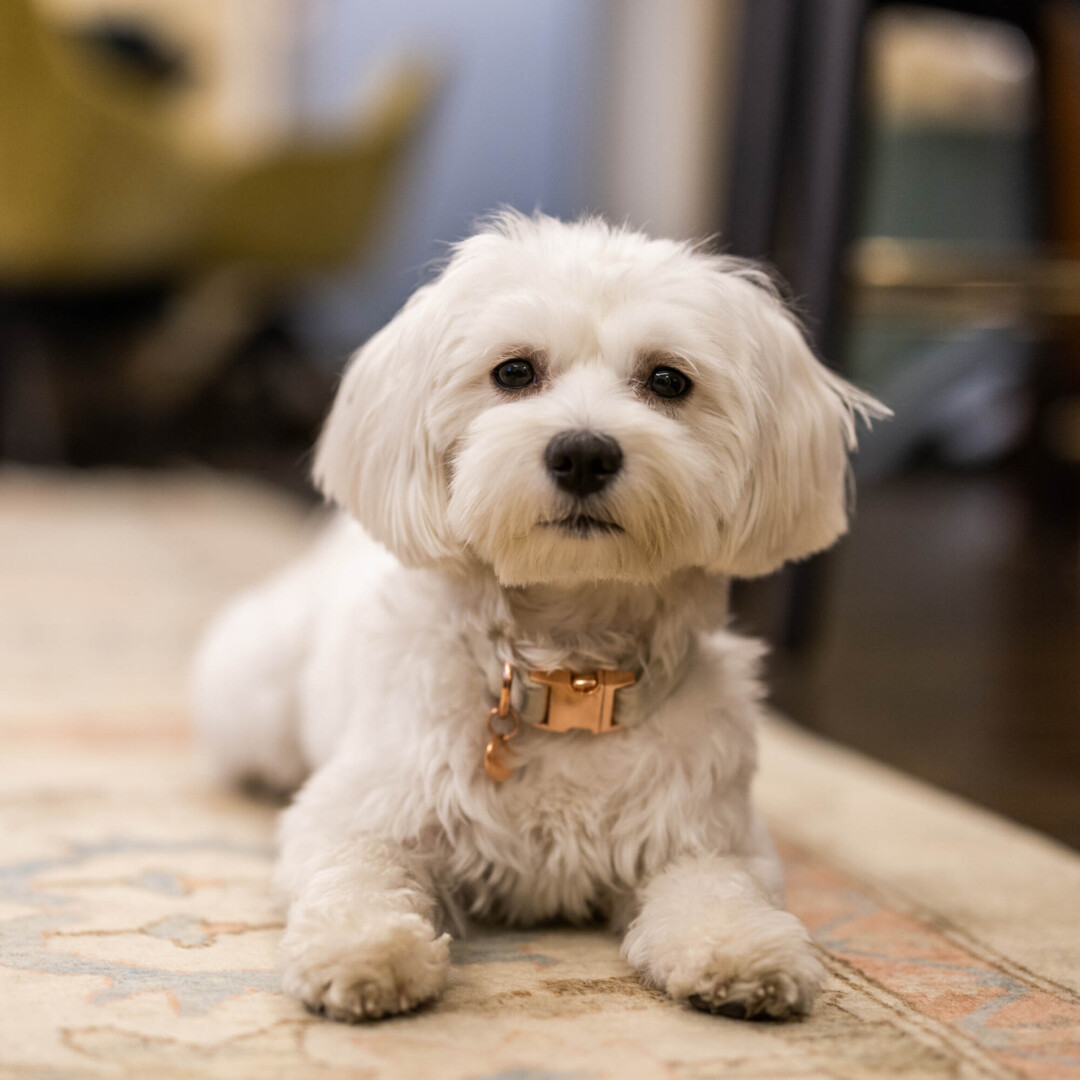 Best dog-friendly hotels in salzburg