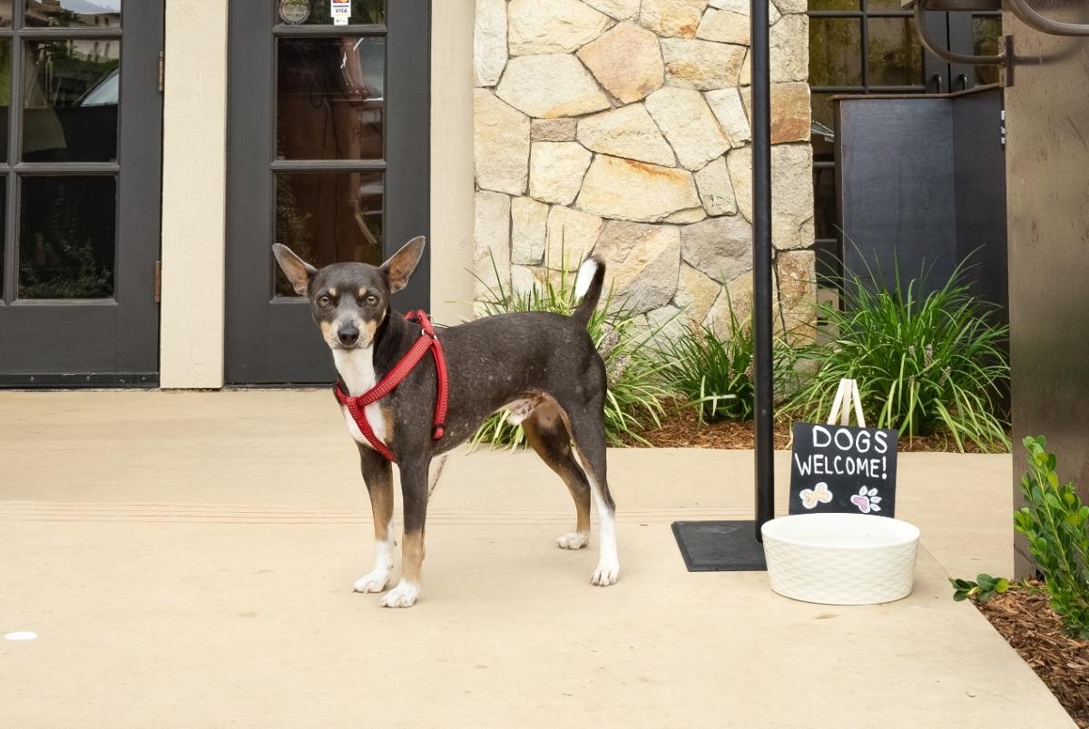 Best dog-friendly hotels in napa valley