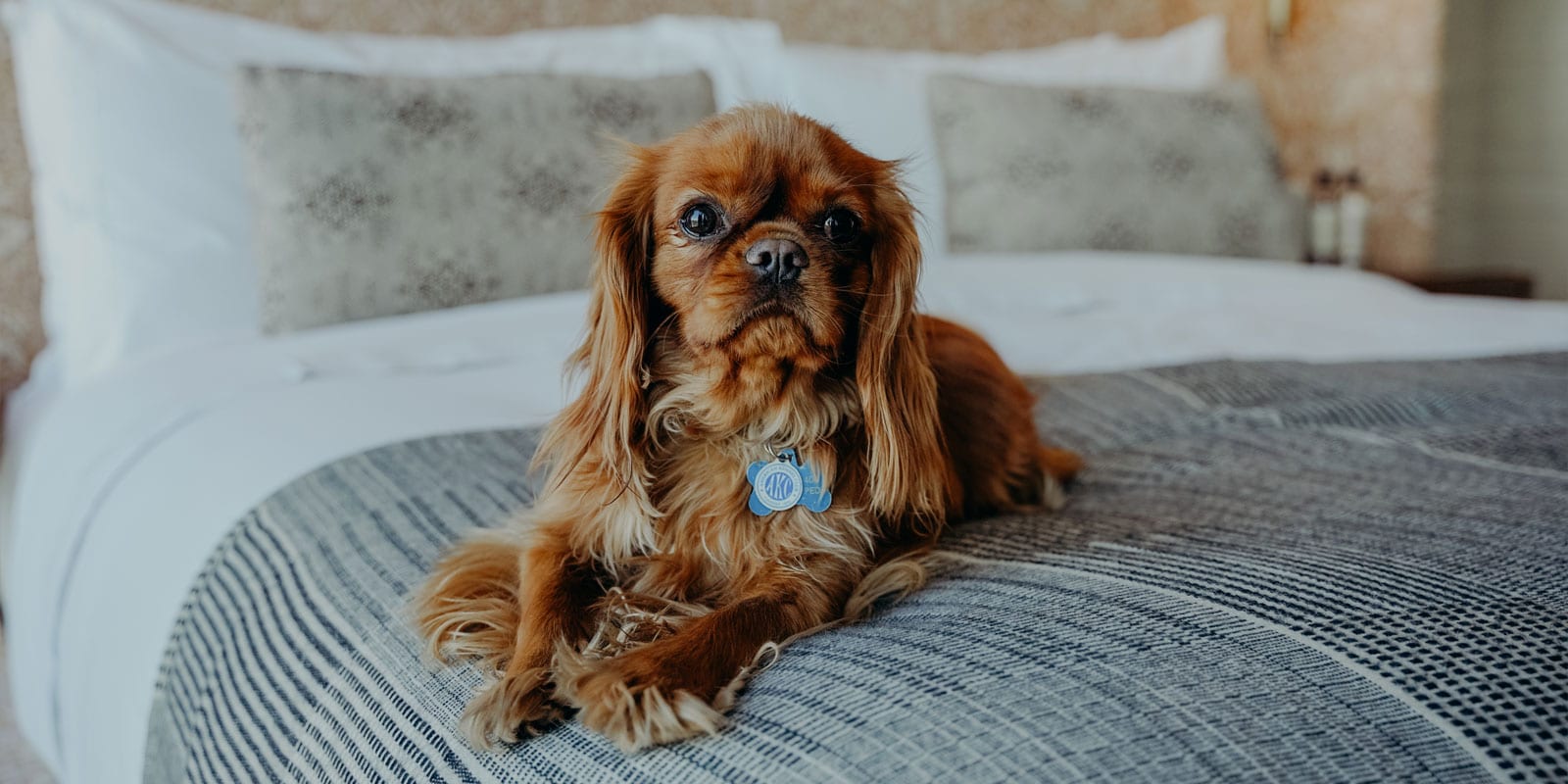 Austin Proper Hotel, a Member of Design Hotels, dog-friendly hotel in Austin