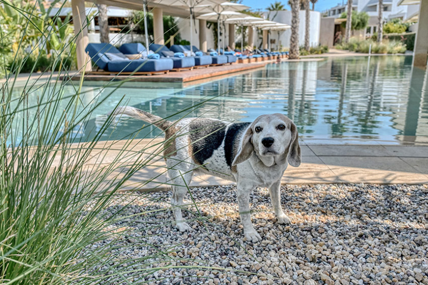 Avant Mar Paros, dog-friendly hotel in Paros