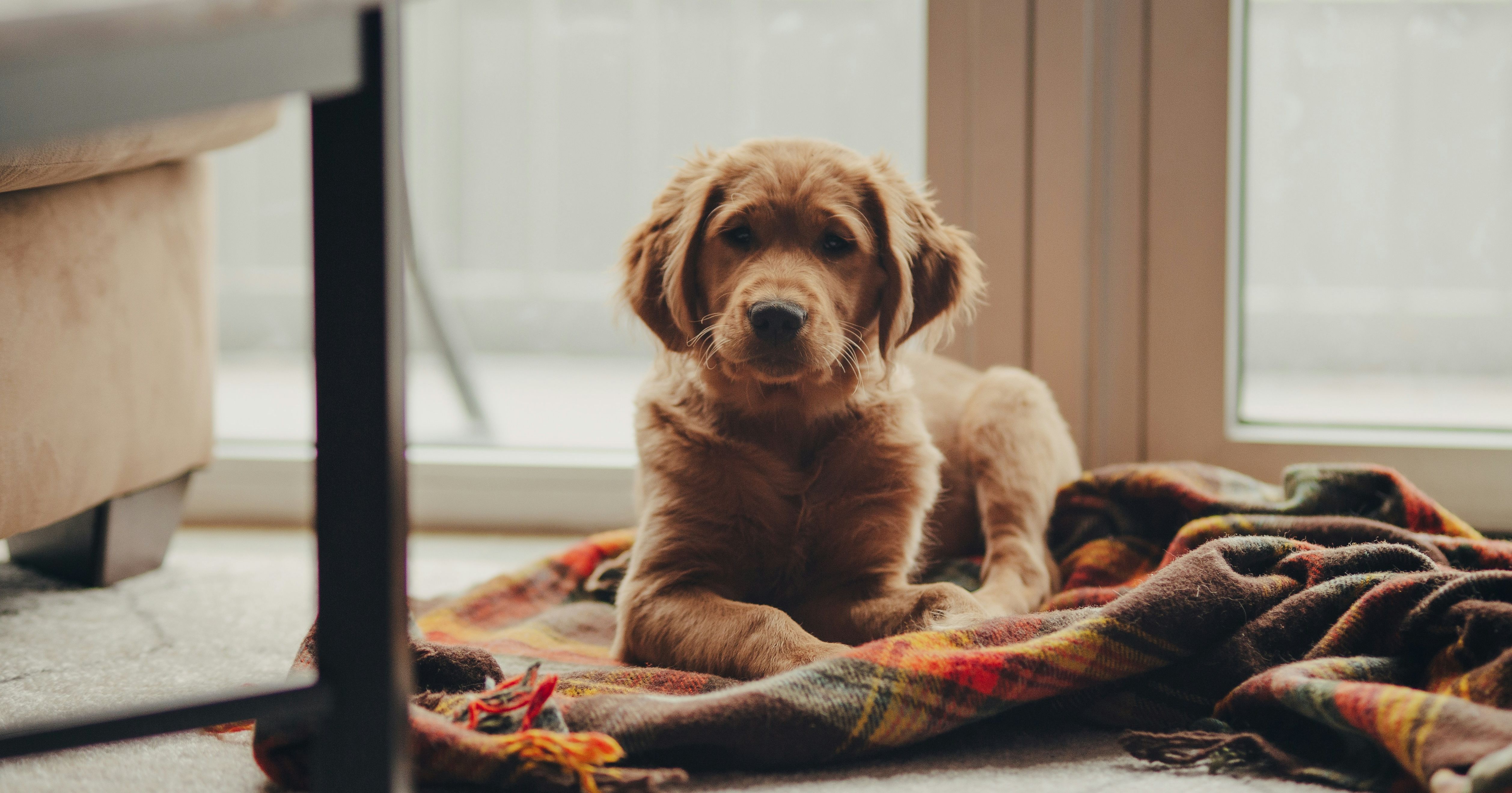 Aysgarth Falls Hotel, dog-friendly hotel in Yorkshire