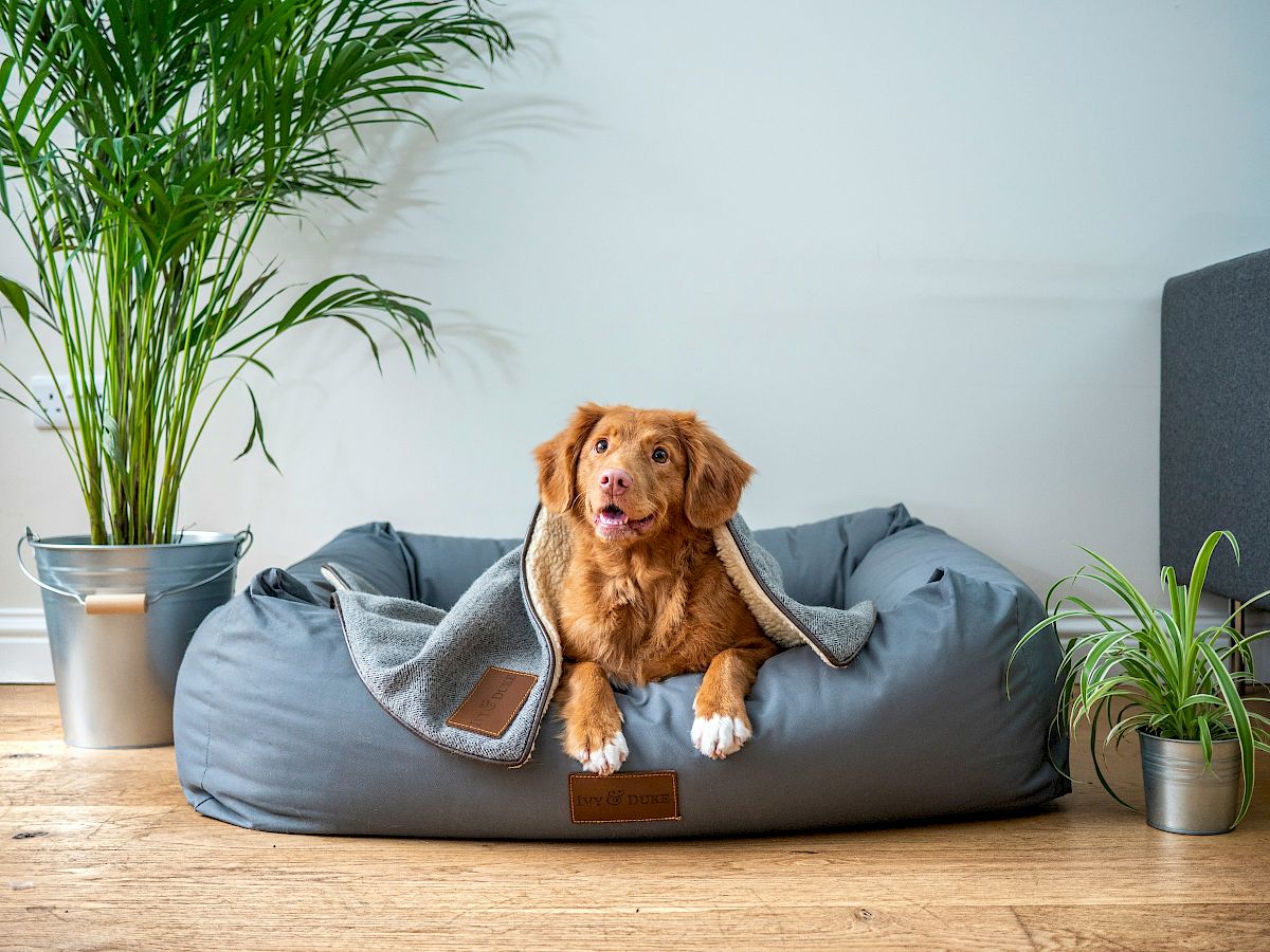 Bellwether House, dog-friendly hotel in Savannah