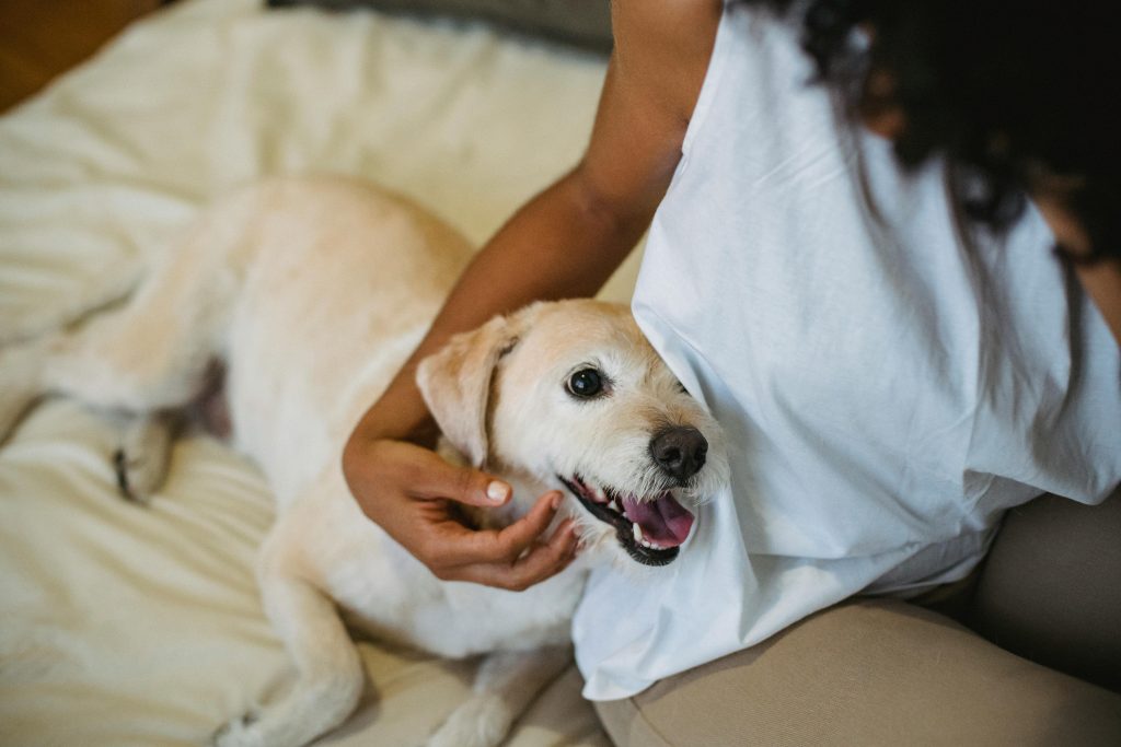 Best Western Plus Vannes Centre-Ville, dog-friendly hotel in Brittany