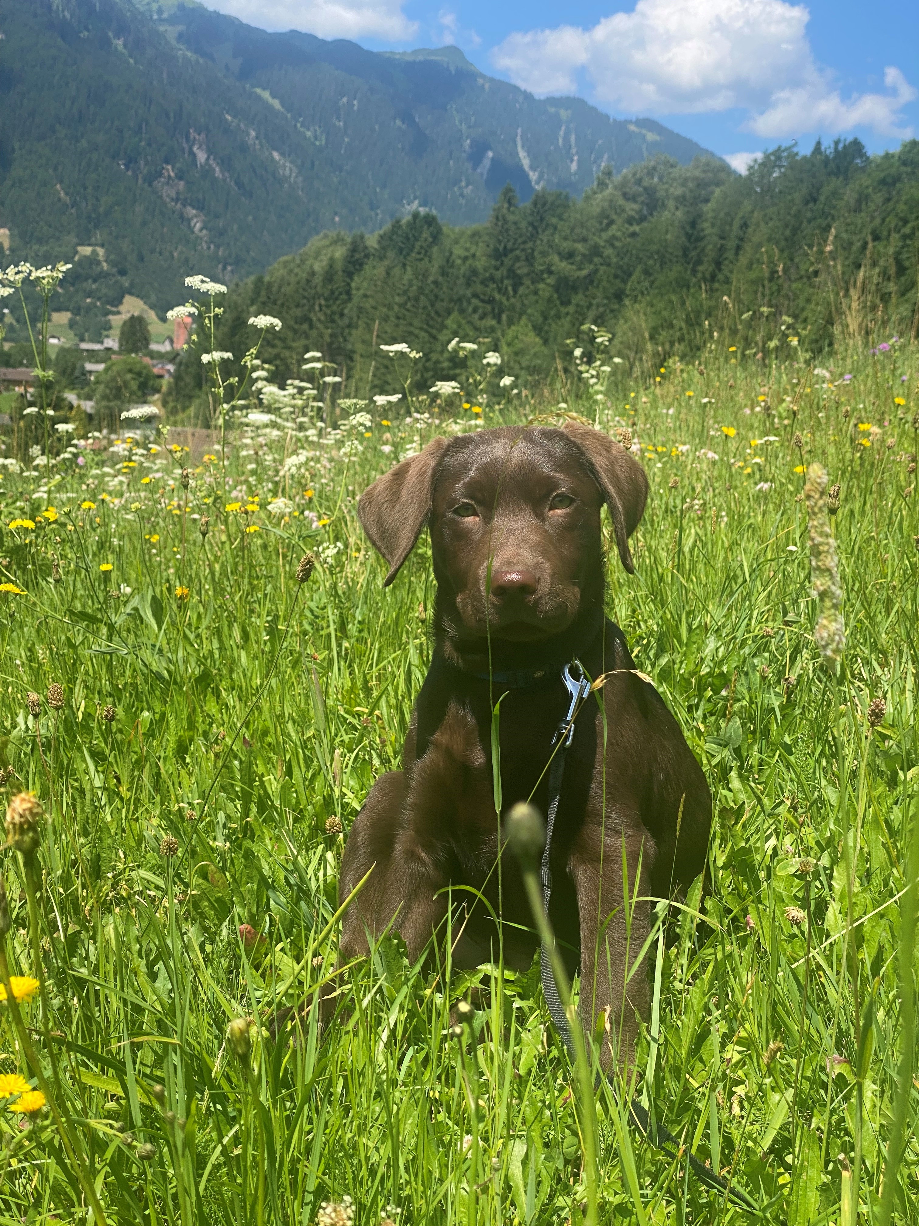 Boutiquehotel Grandau, dog-friendly hotel in Arlberg and Vorarlberg