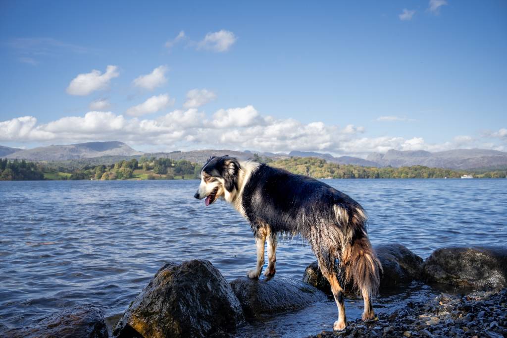 Briery Wood Country House Hotel, dog-friendly hotel in Lake District