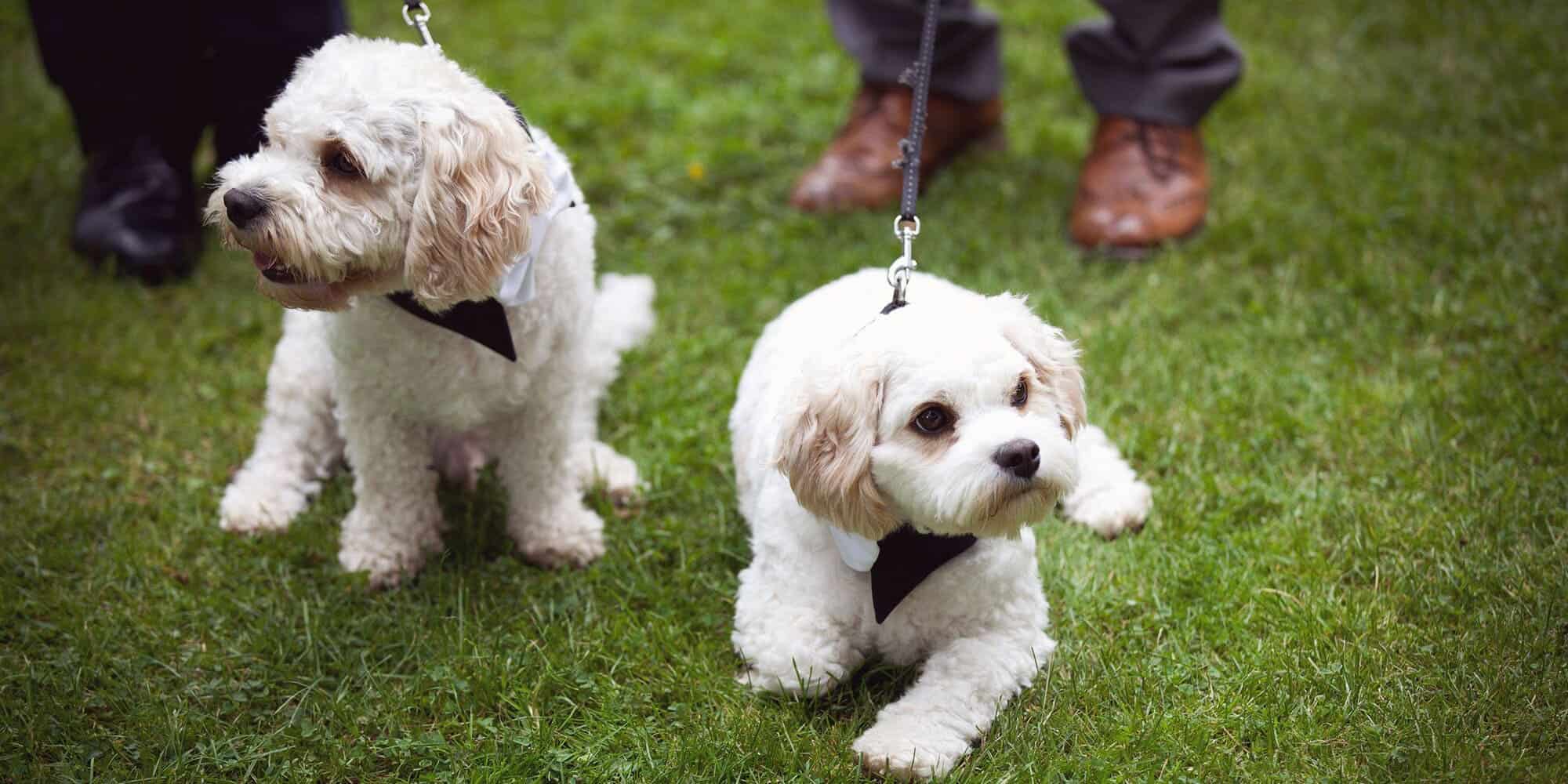 Broadoaks Country House, dog-friendly hotel in Lake District