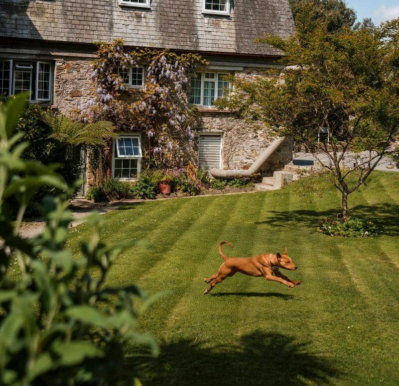 Budock Vean Hotel & Spa, dog-friendly hotel in Cornwall