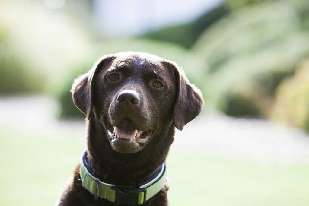 Captain's Club Hotel & Spa, dog-friendly hotel in New Forest and Dorset
