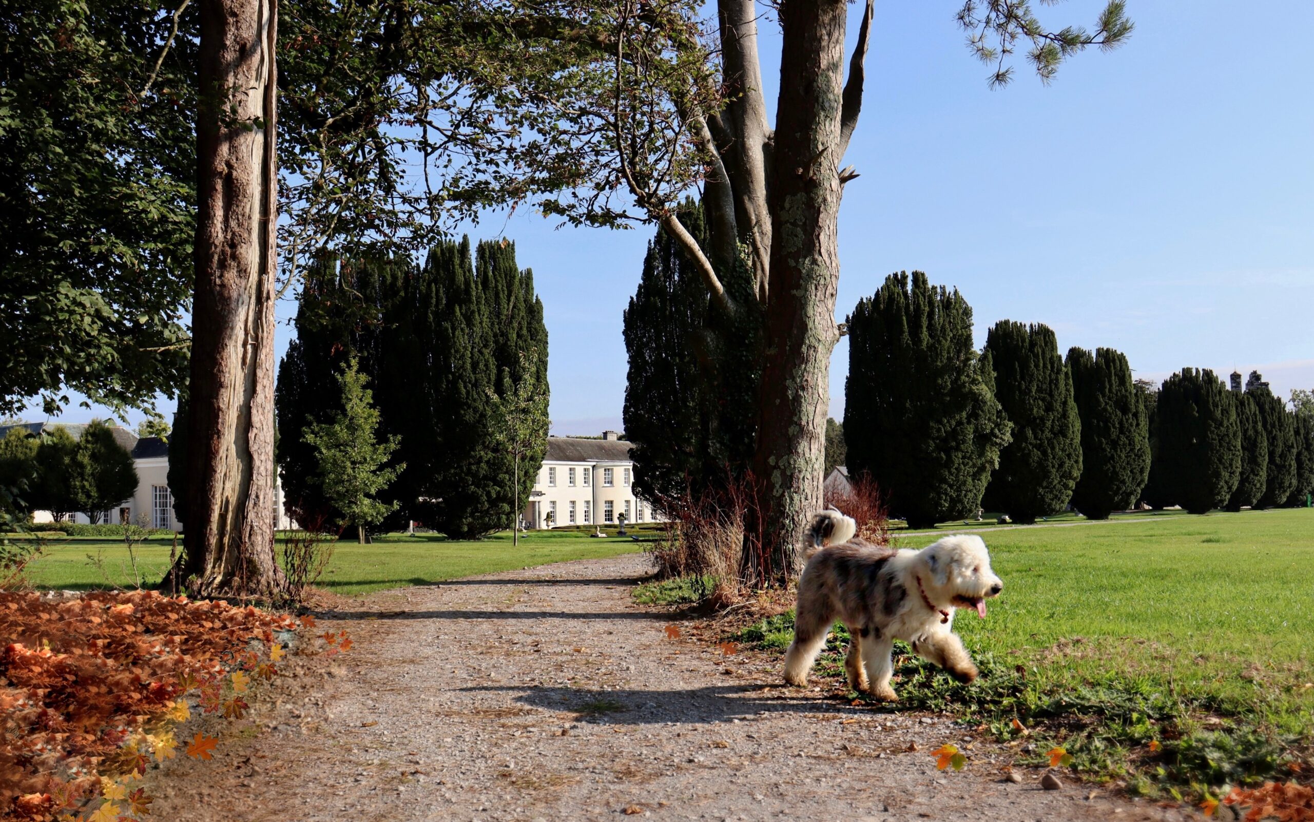 Castlemartyr Resort, dog-friendly hotel in Castlemartyr