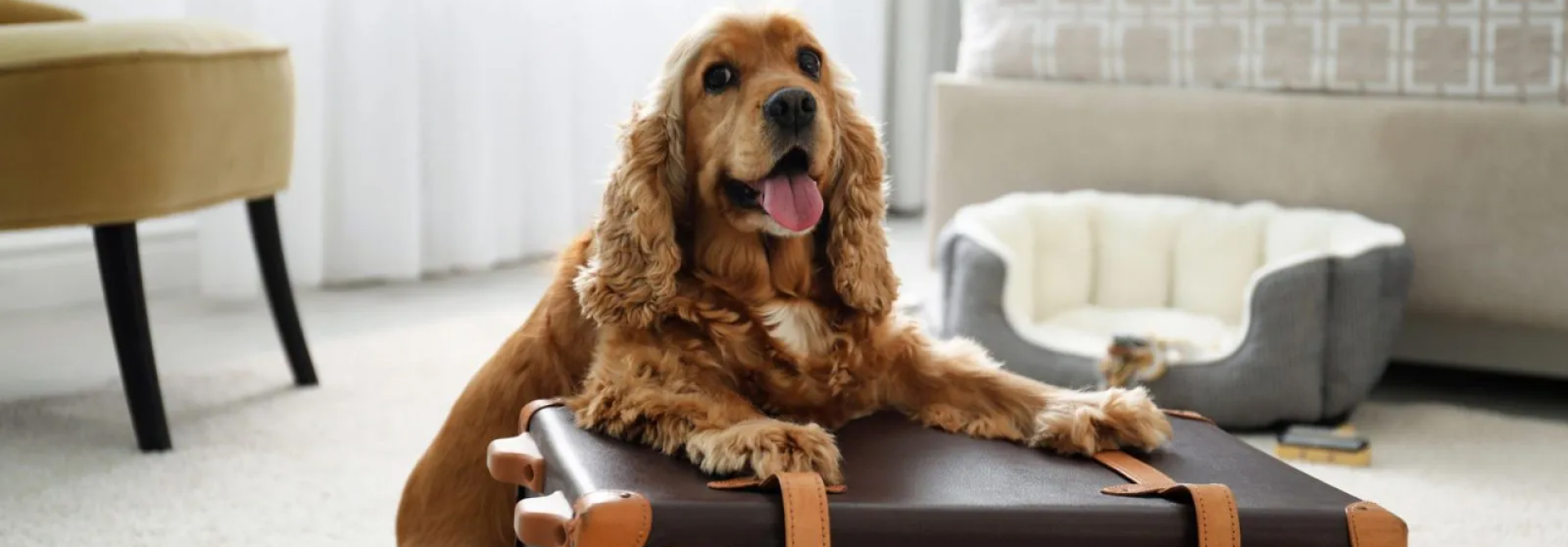 City Hotel Thessaloniki, dog-friendly hotel in Halkidiki and Thessaloniki