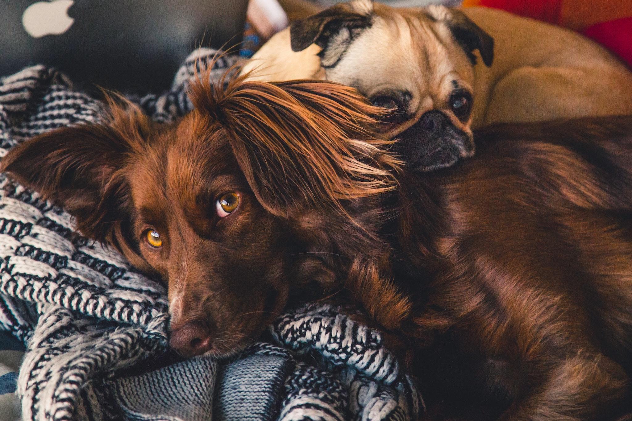 Cliff House Hotel, dog-friendly hotel in Ireland