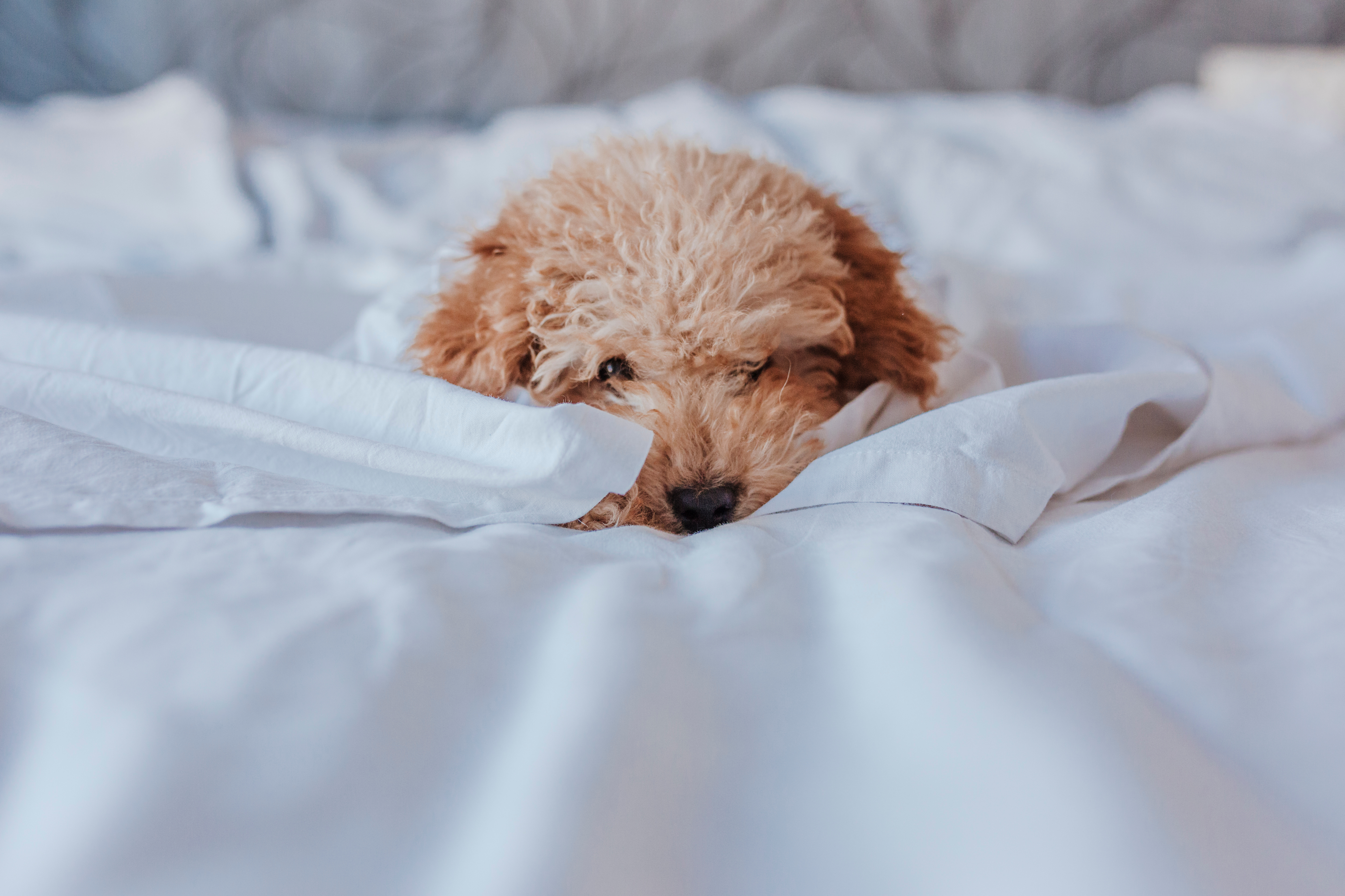 Corinthia Lisbon, dog-friendly hotel in Lisbon