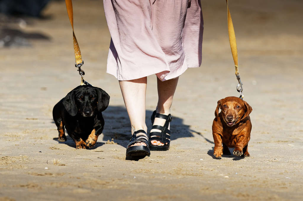 Craig-y-Dderwen Riverside Hotel, dog-friendly hotel in Wales