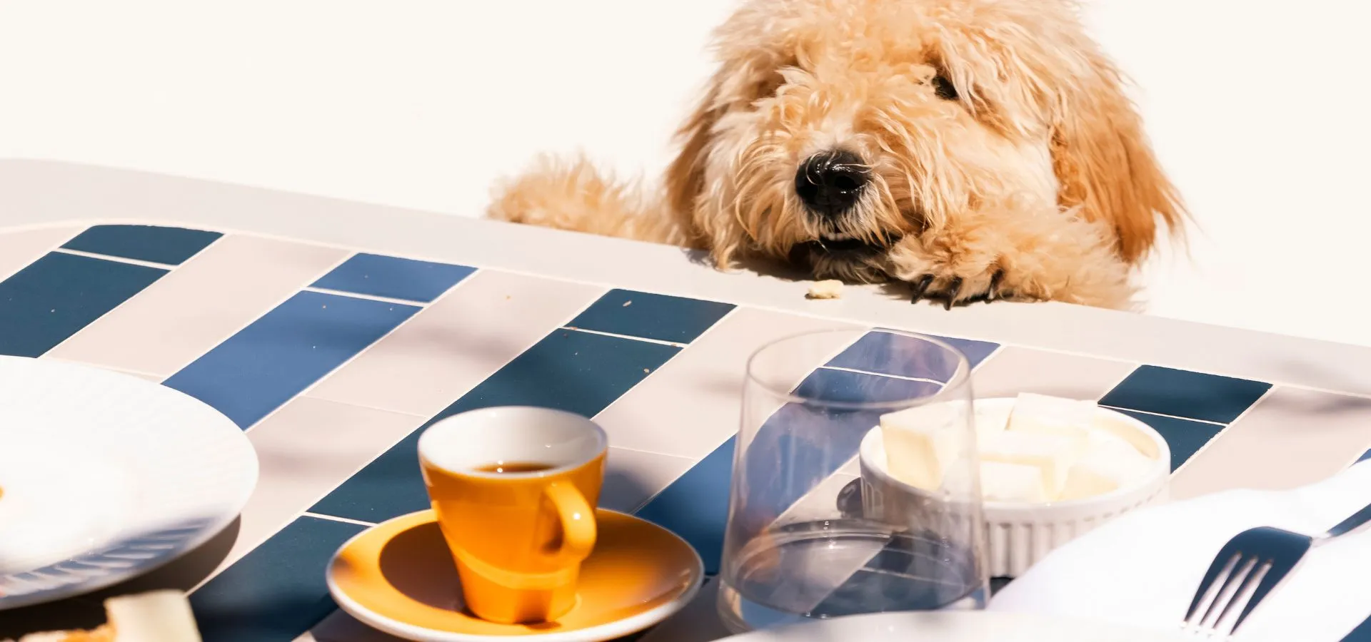 Domes Noruz Kassandra, dog-friendly hotel in Halkidiki and Thessaloniki