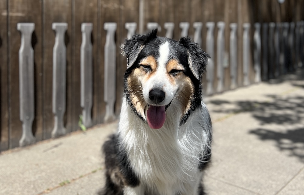 Dr. Wilkinson's Backyard Resort and Mineral Springs, dog-friendly hotel in Napa Valley