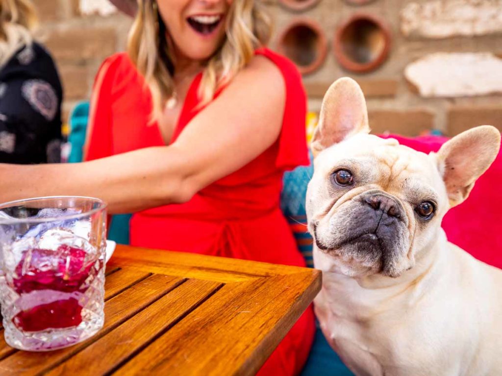 Estancia La Jolla Hotel & Spa, dog-friendly hotel in San Diego