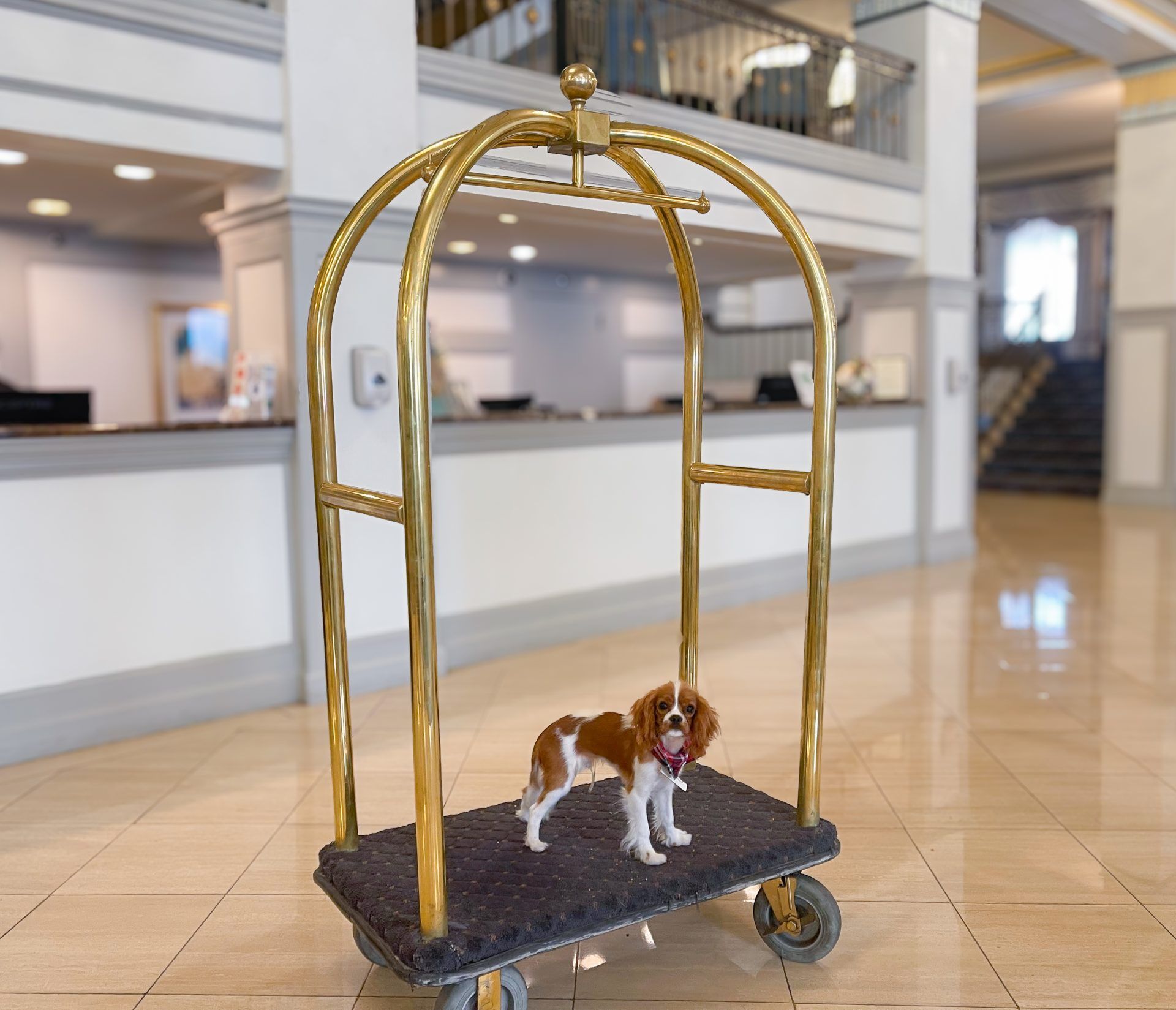 Francis Marion Hotel, dog-friendly hotel in Charleston